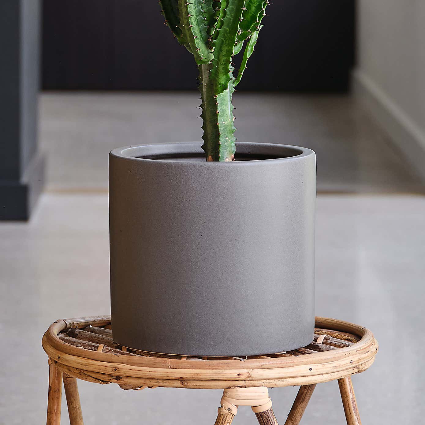 Euphorbia Trigona House Plant in Earthenware Pot