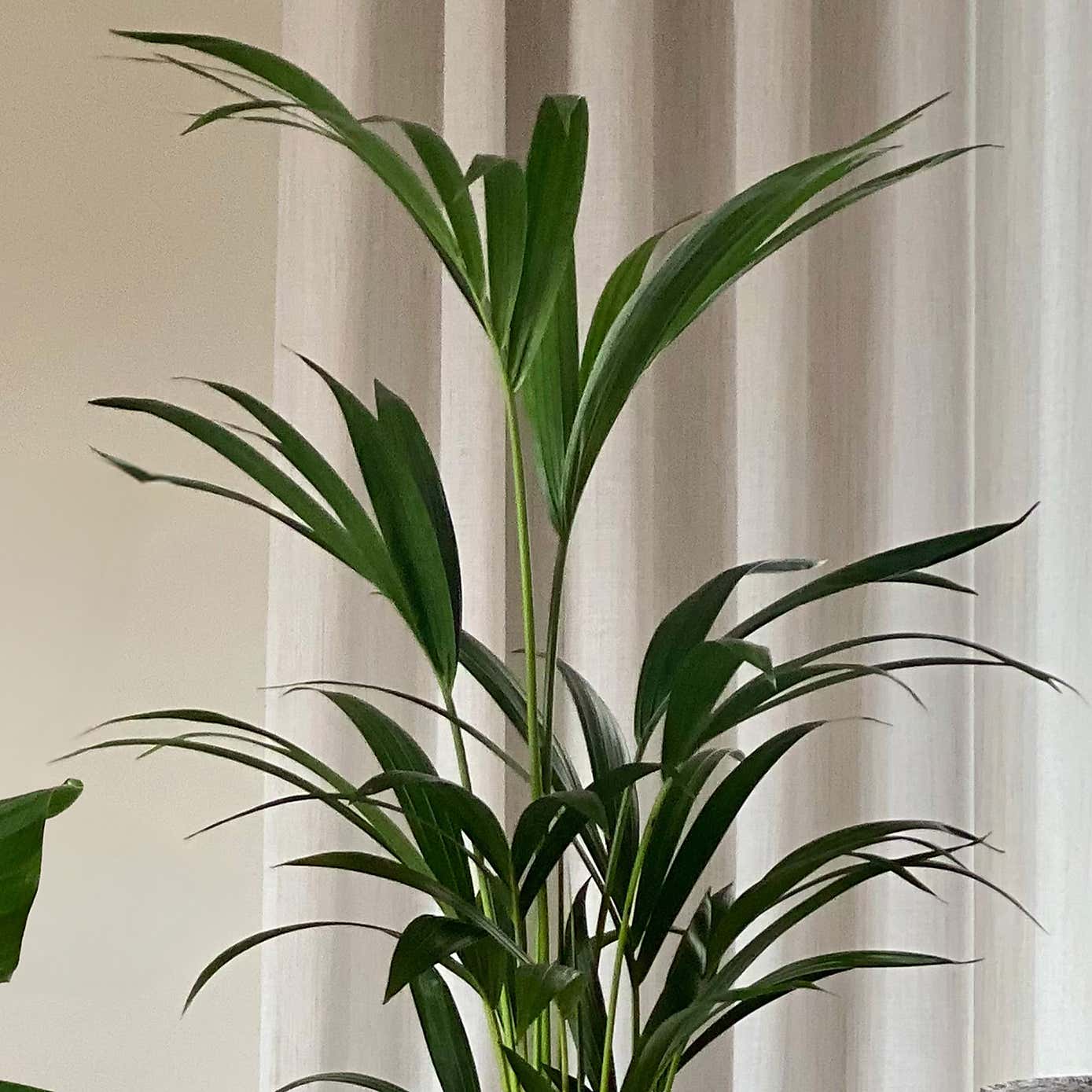 Bird of Paradise & Kentia Palm House Plant Bundle