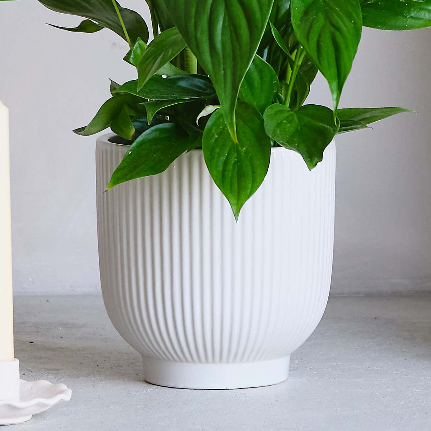 Air Purifying Potted House Plant Bundle