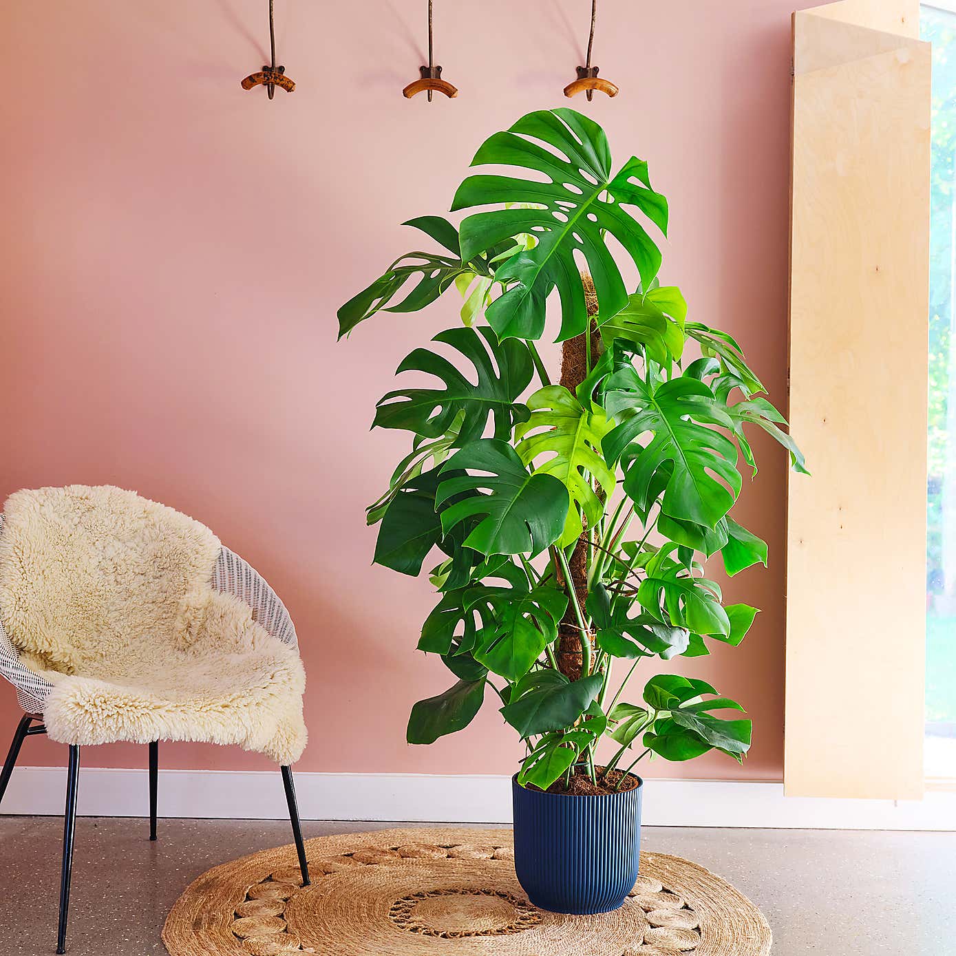 Swiss Cheese House Plant in Elho Pot