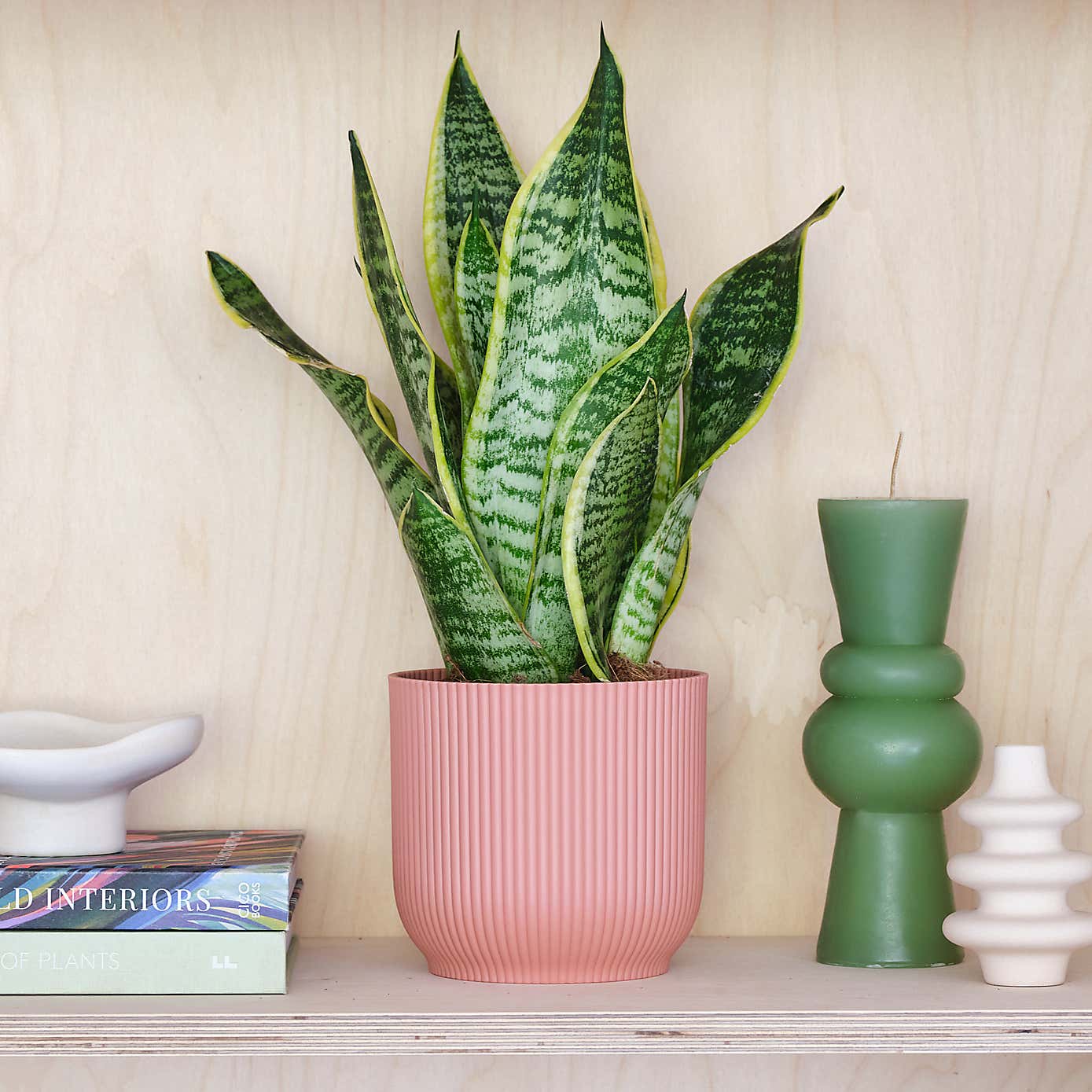 Beards & Daisies Snake Plant House Plant in Vibes Pot