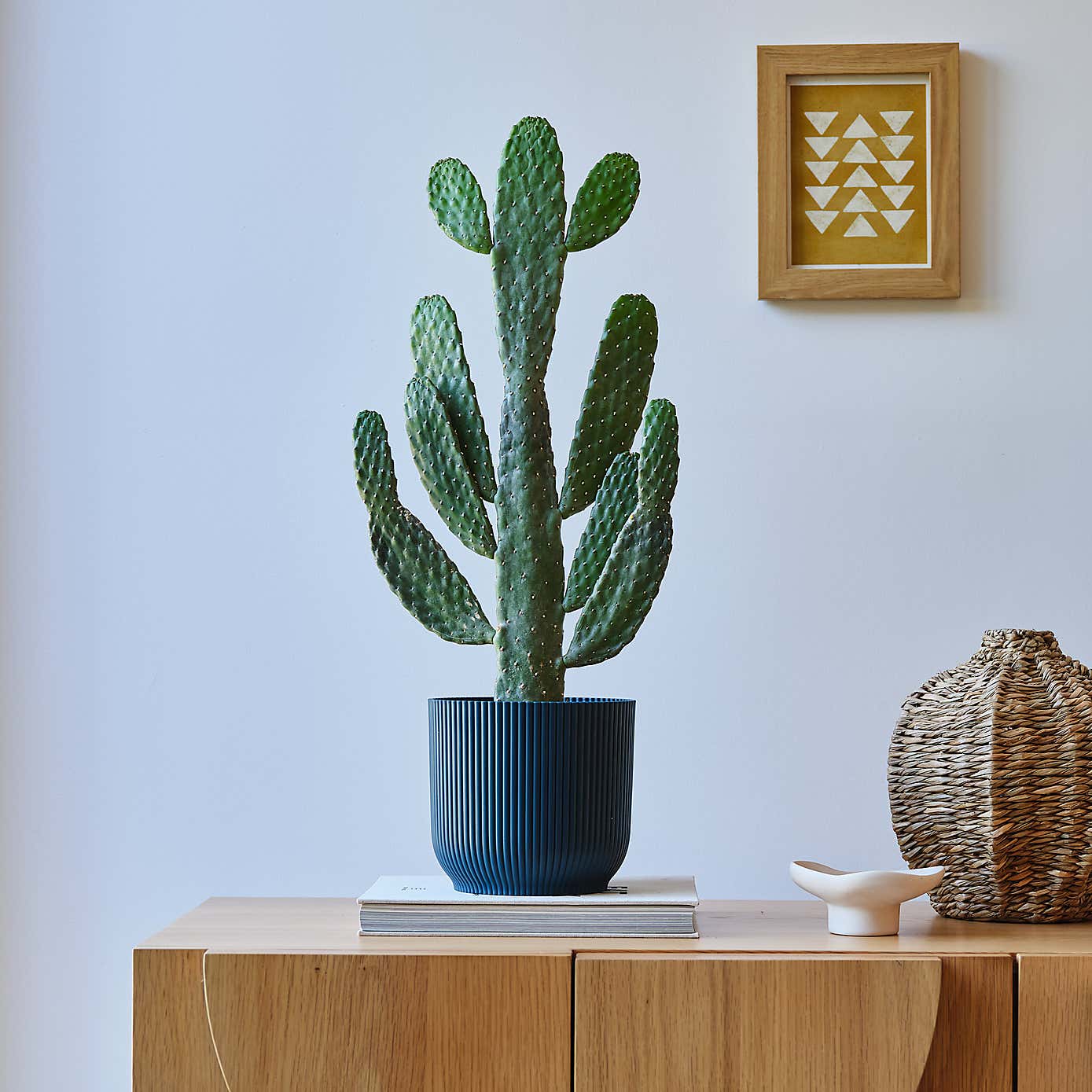 Cowboy Cactus House Plant in Elho Pot