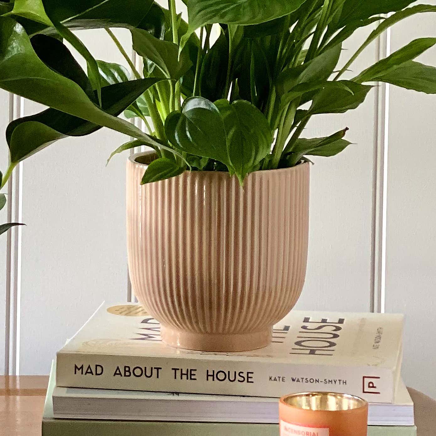 Beards & Daisies Air Purifying Pair Peace Lily and Peach Anthurium House Plant in Ribbed Pot