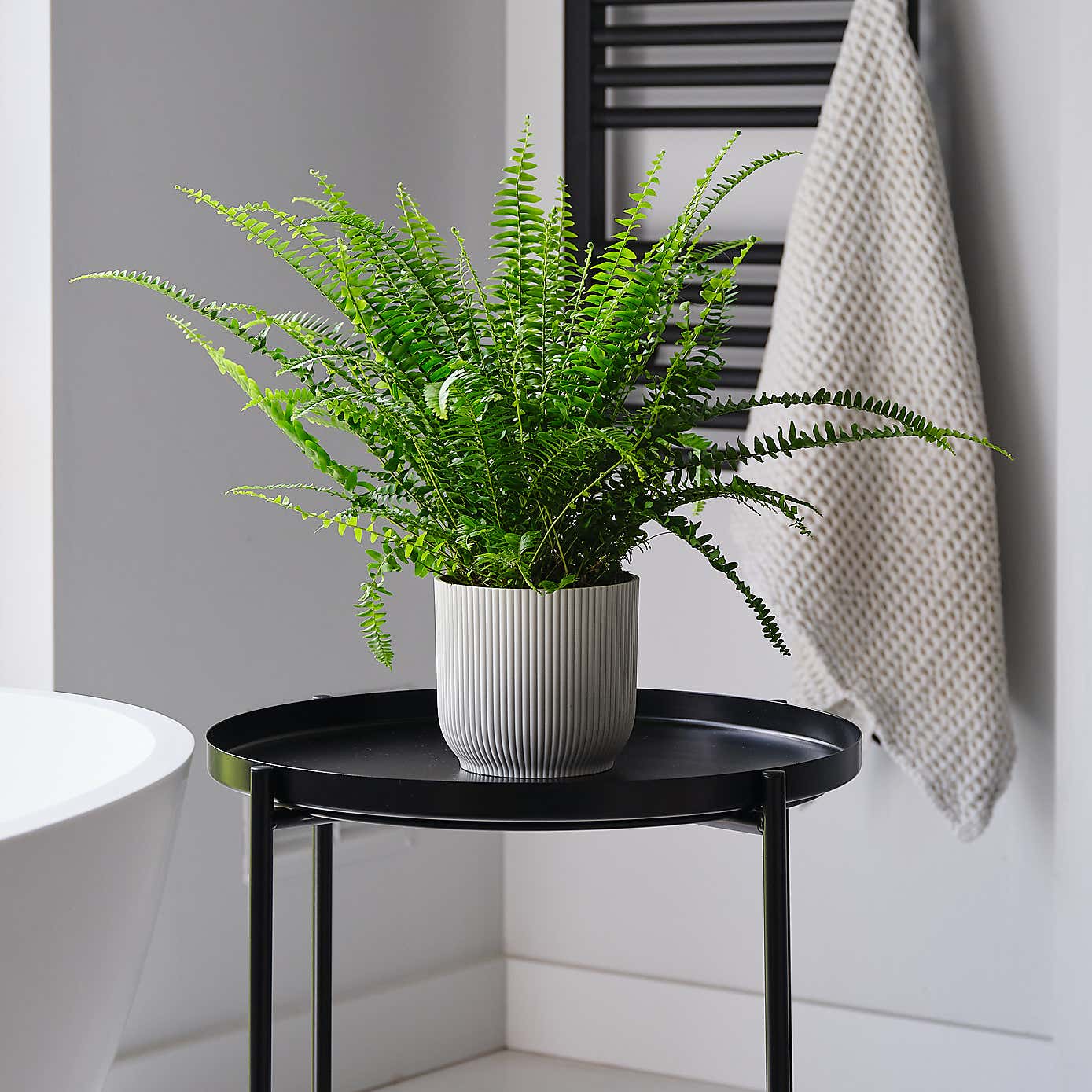 Boston Fern House Plant in Elho Pot