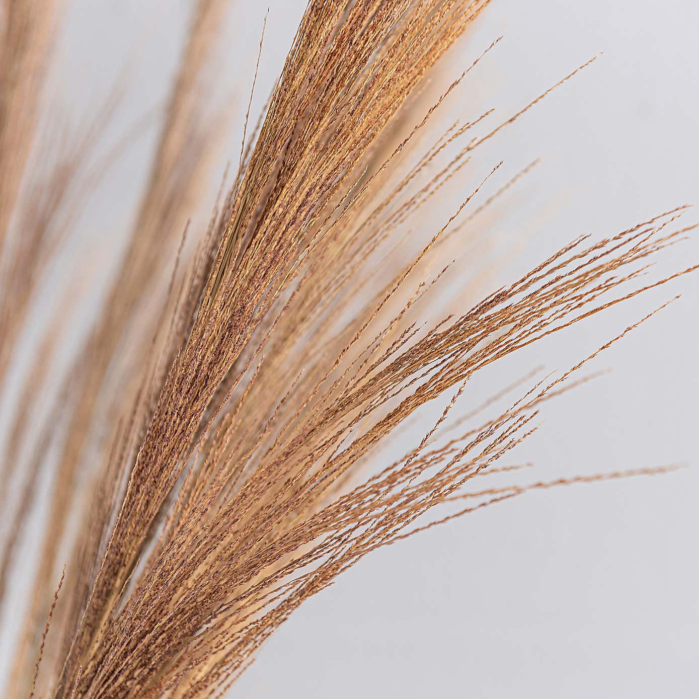 Dried Broom Grass