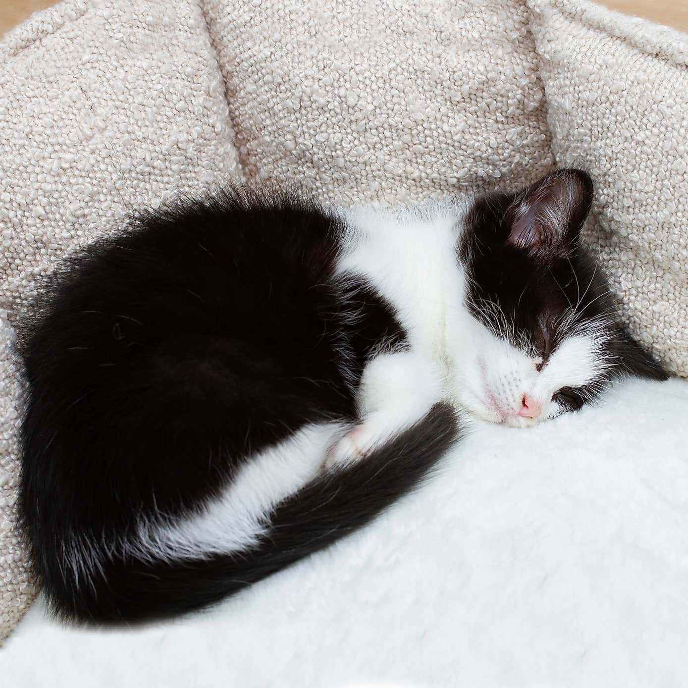 Scruffs Boucle Cat Bed