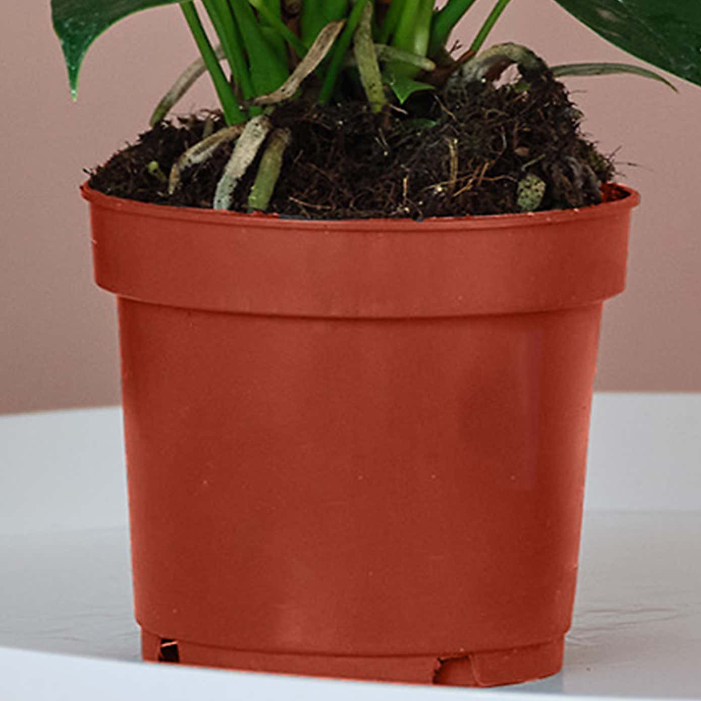 Peach Anthurium House Plant