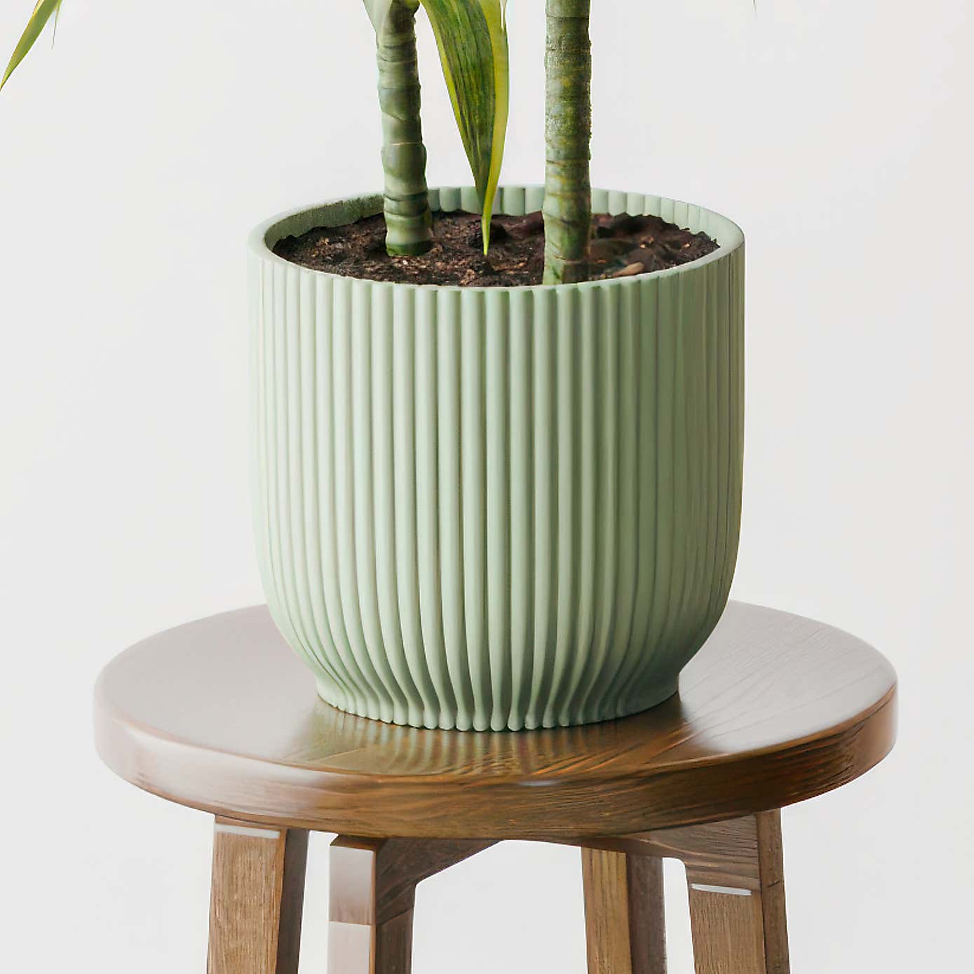 Dracaena Lemon & Lime House Plant in Elho Pot