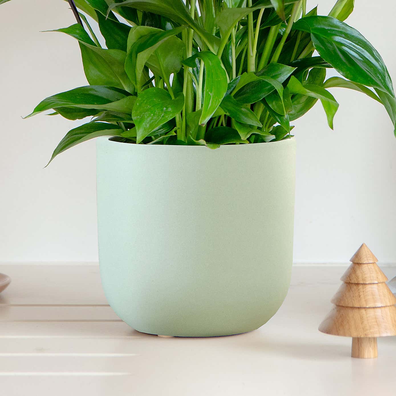 Lilac Peace Lily House Plant in Earthenware Pot