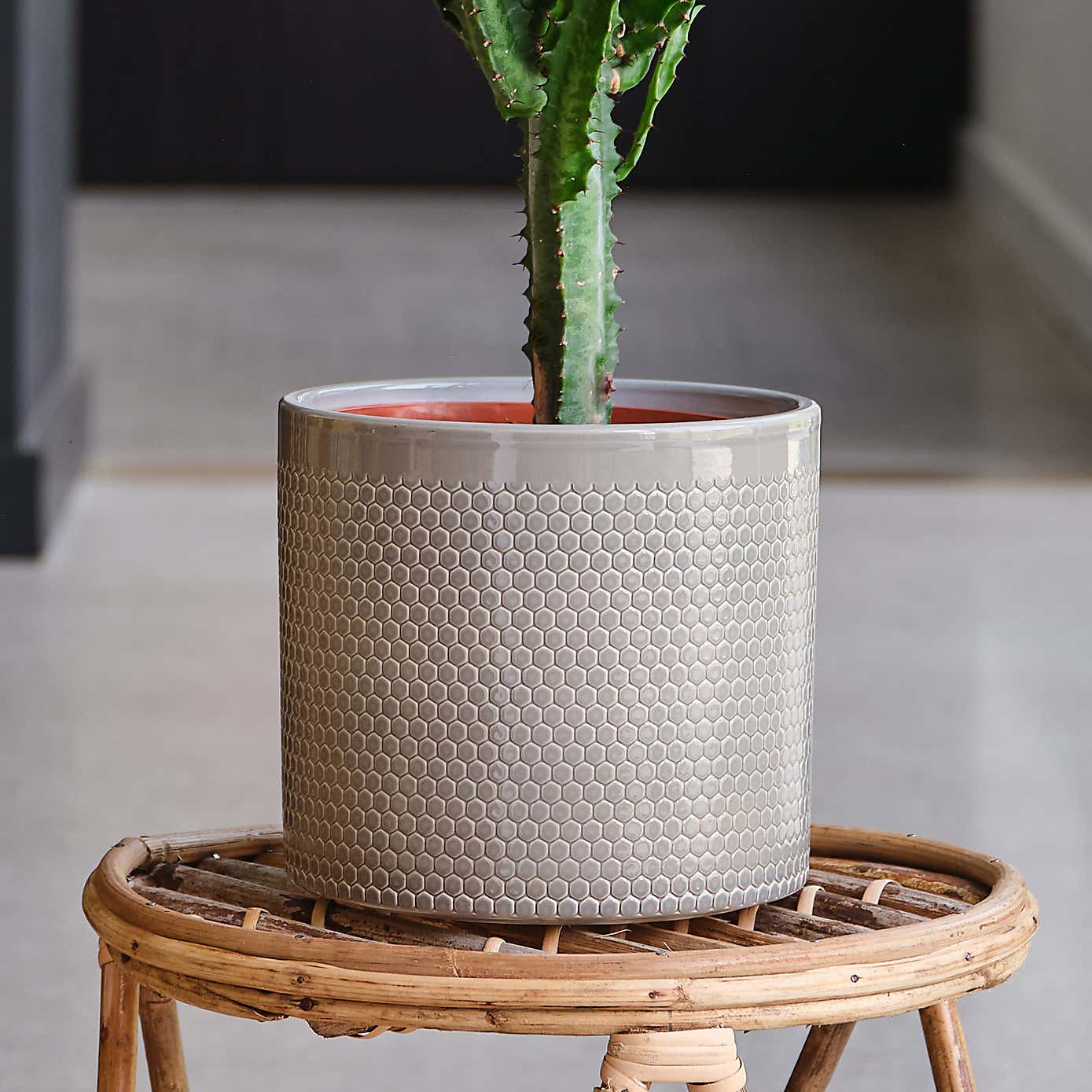 Euphorbia Trigona House Plant in Capri Pot