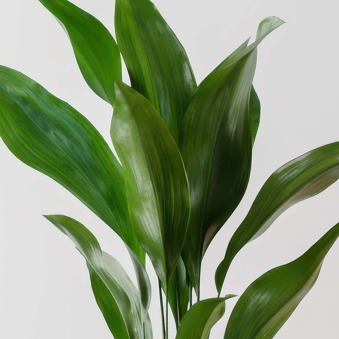 Beards & Daisies Cast Iron House Plant in Vibes Pot