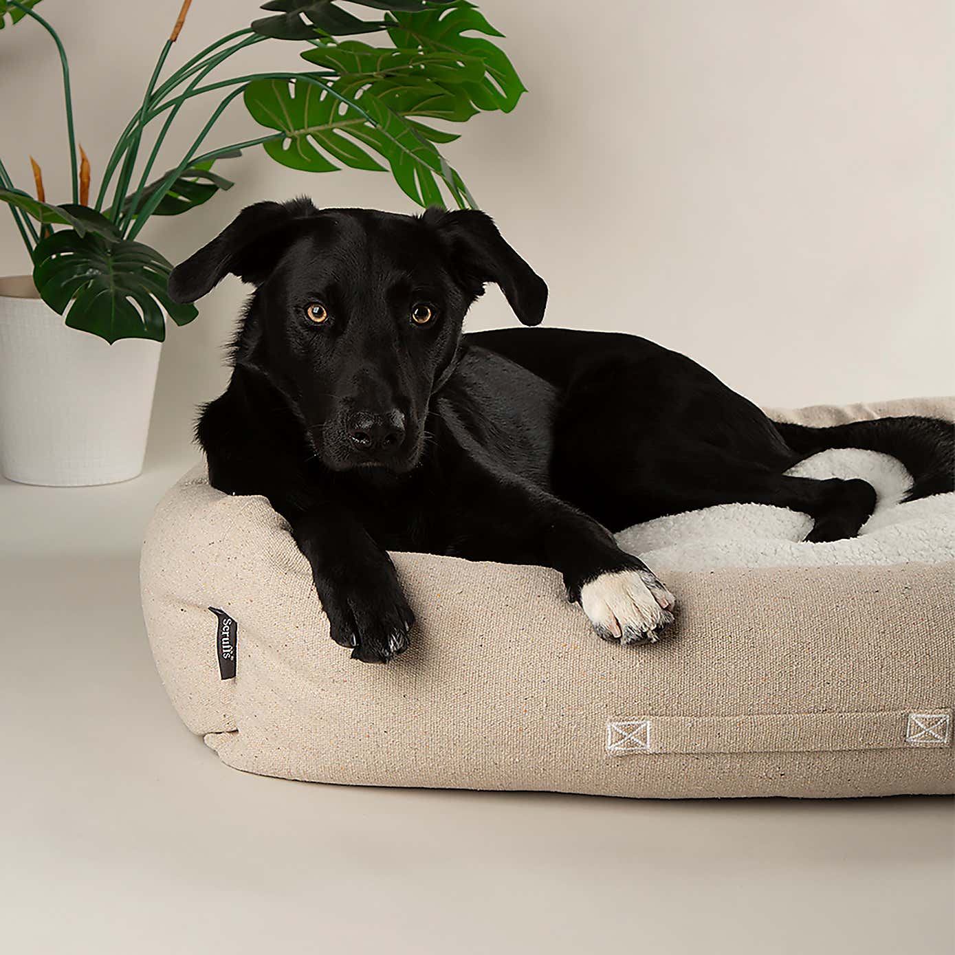 Scruffs 100% Recycled Eden Dog Box Bed