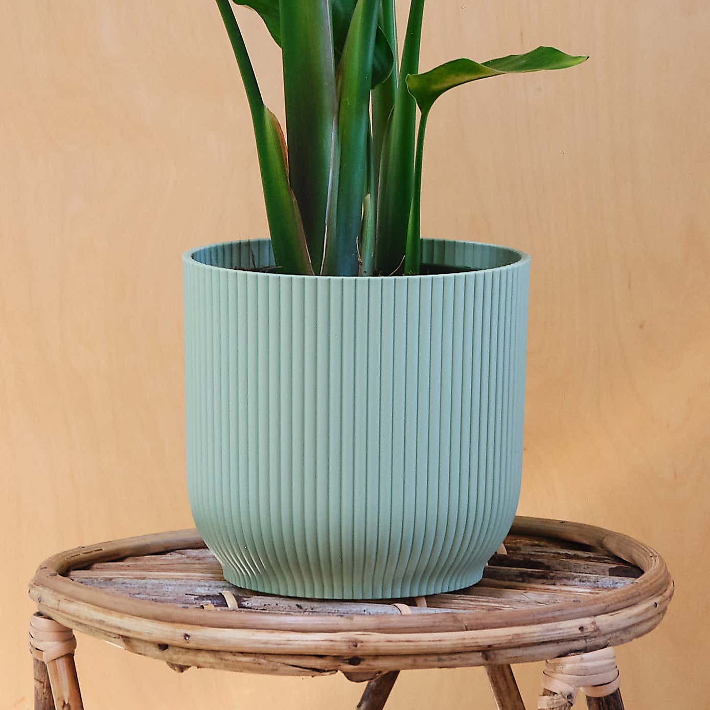 Bird Of Paradise House Plant in Elho Pot