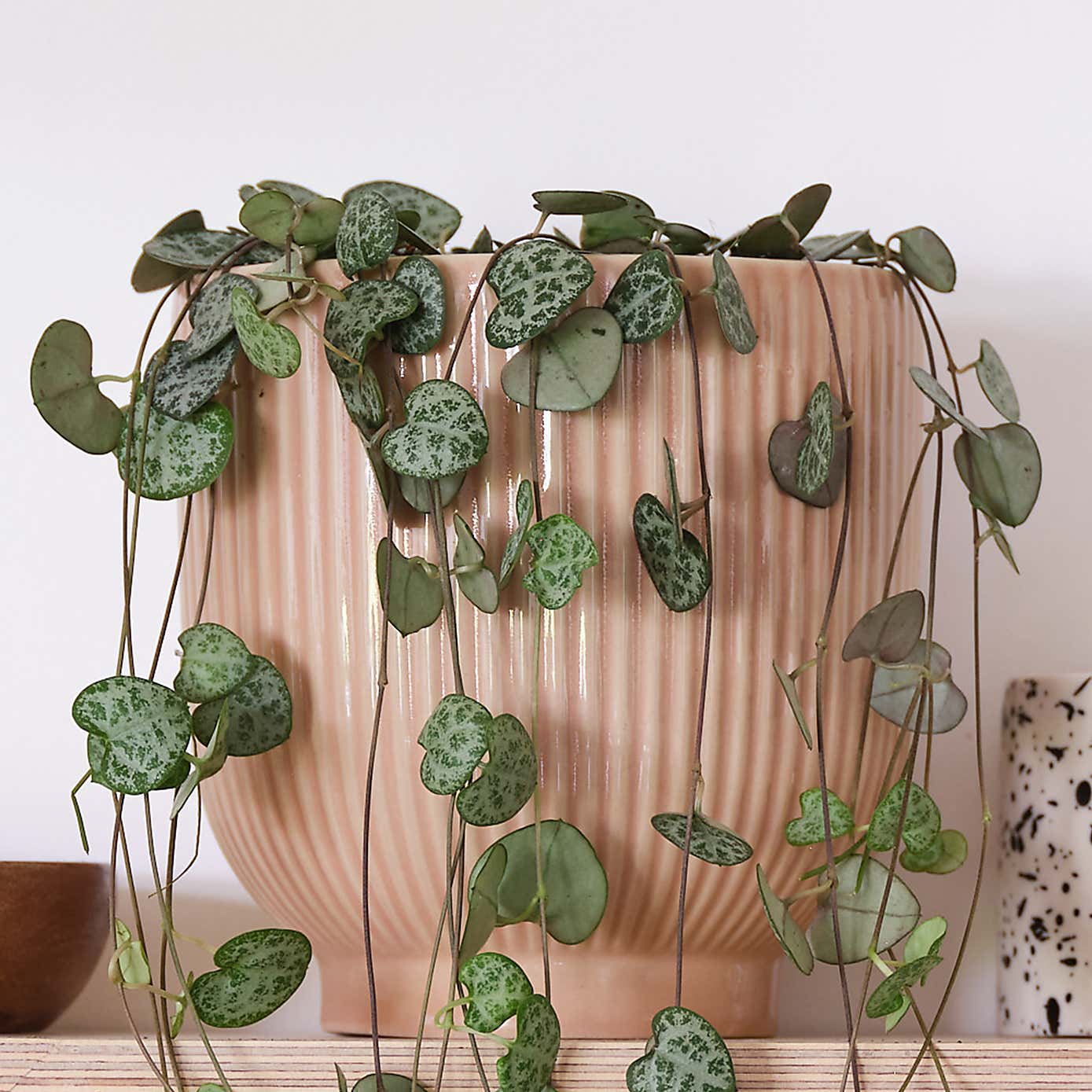 String Of Hearts House Plant in Ribbed Pot