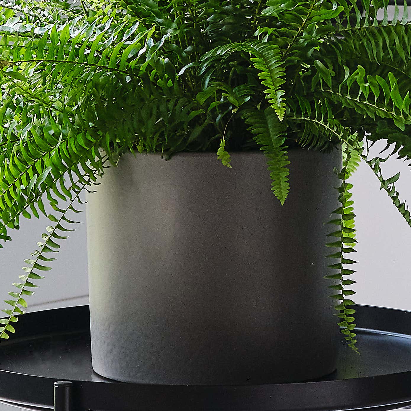 Boston Fern House Plant in Earthenware Pot