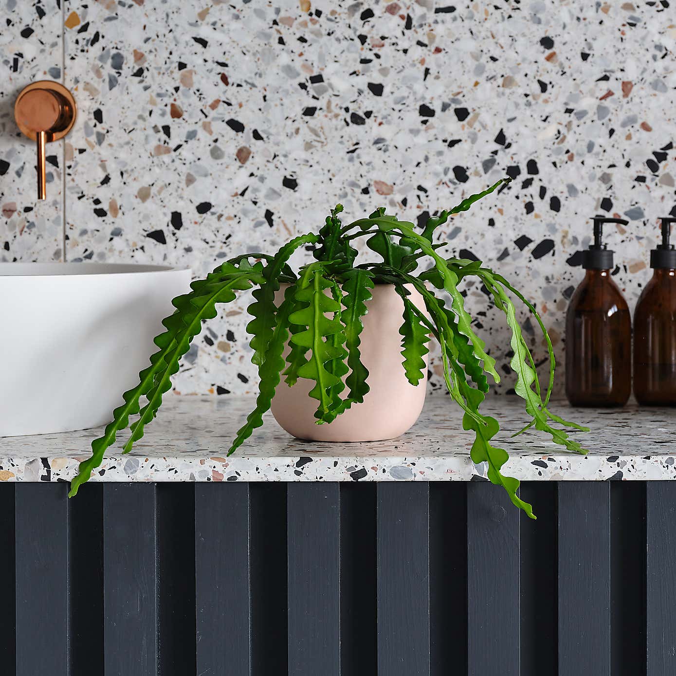 Fishbone Cactus House Plant in Earthenware Pot