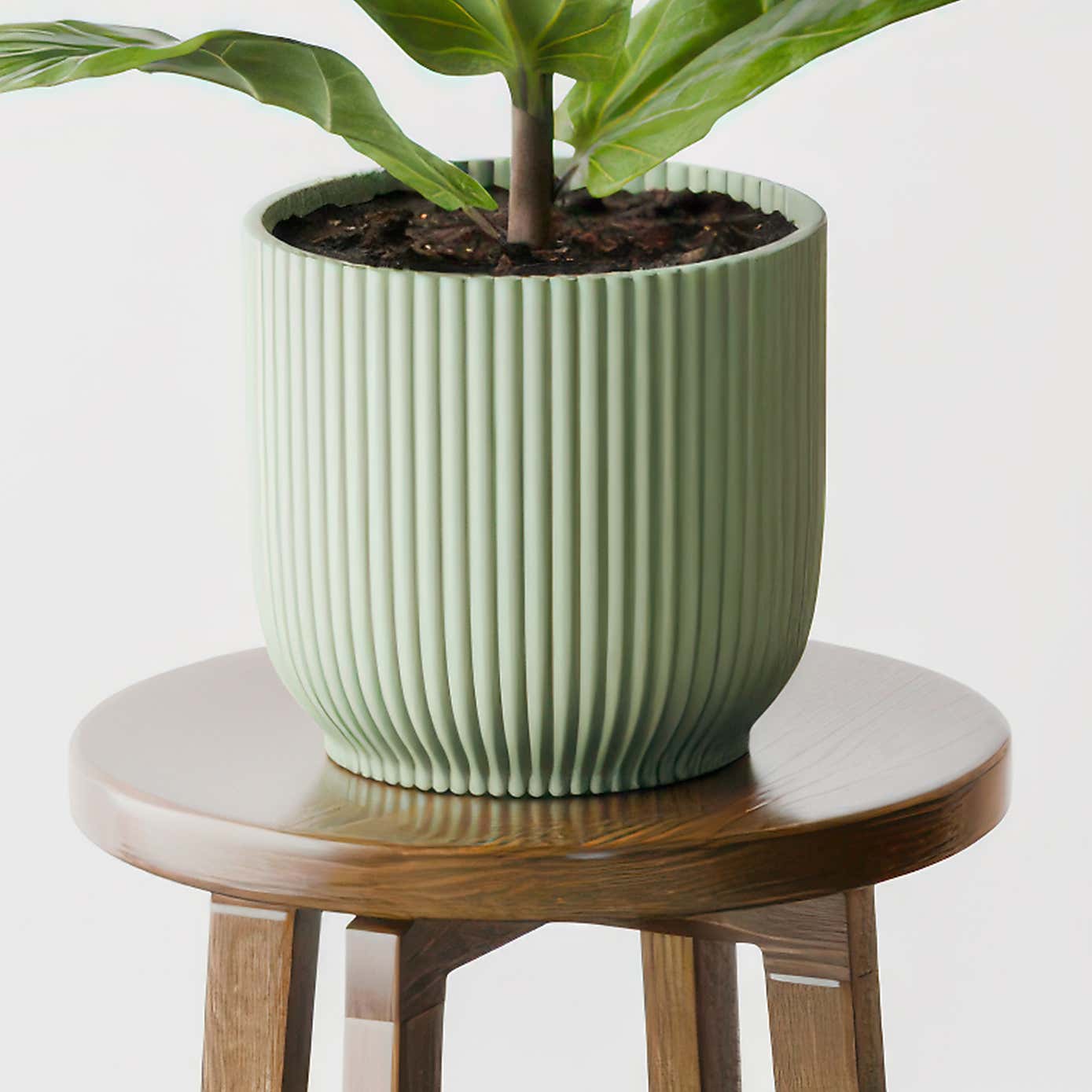 Beards & Daisies Fiddle Leaf Fig House Plant in Elho Pot