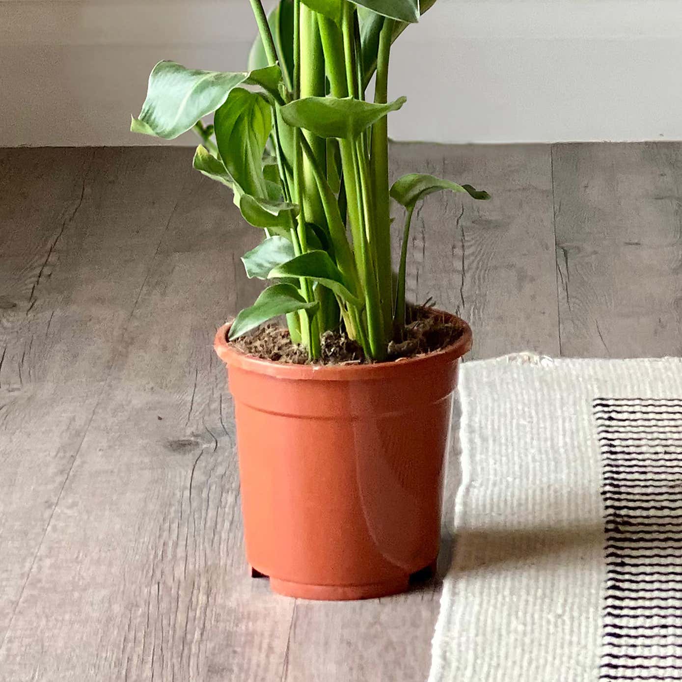 Bird of Paradise & Kentia Palm House Plant Bundle