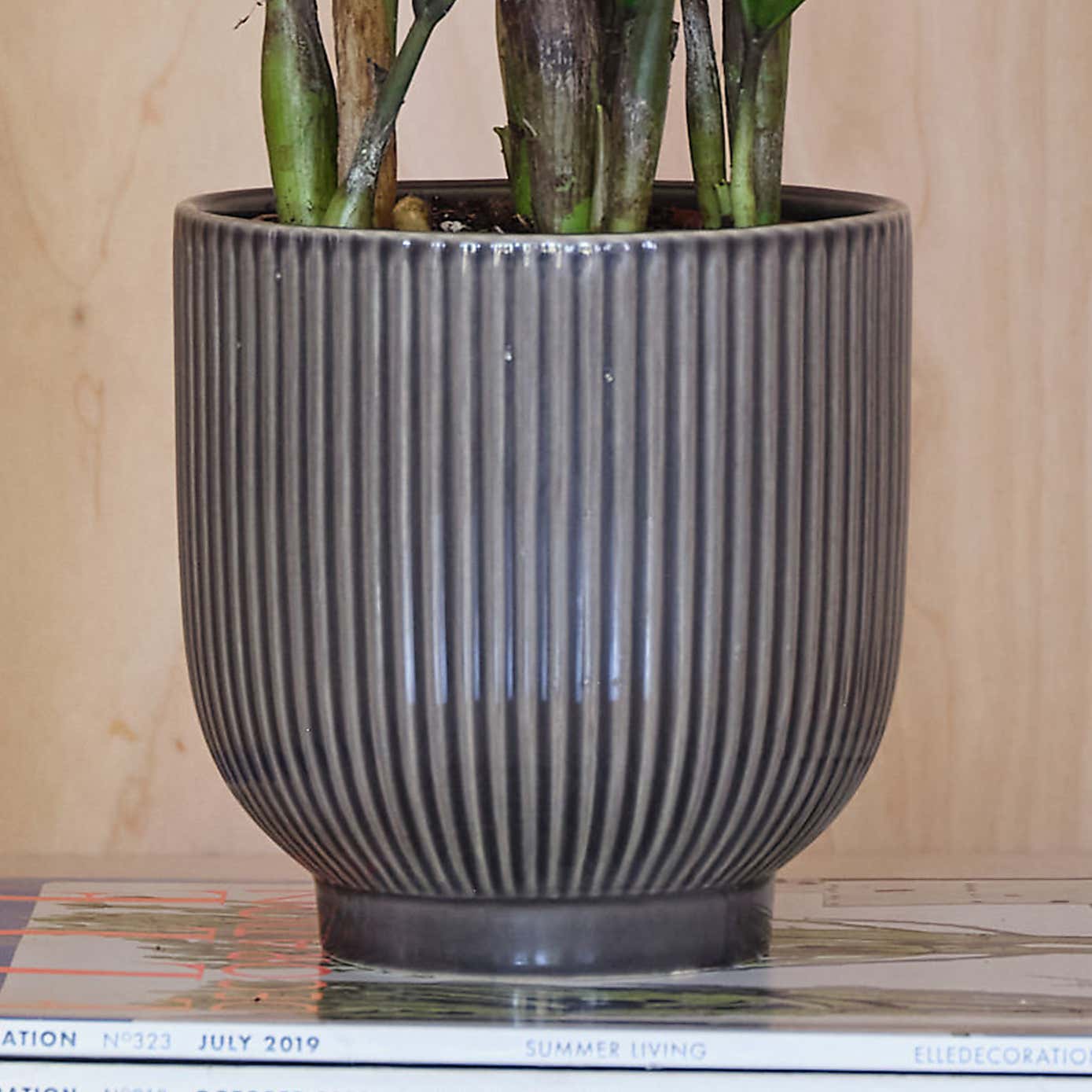 ZZ House Plant in Ribbed Pot
