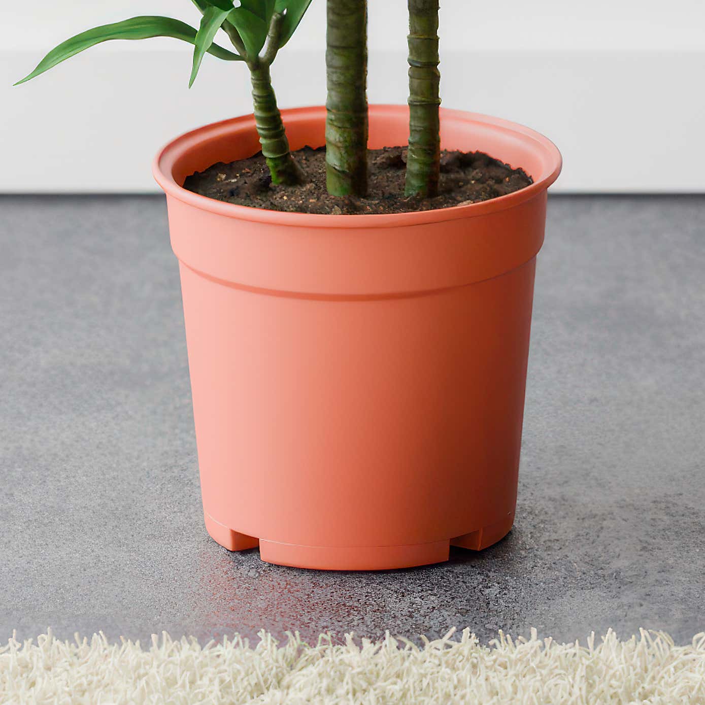 Beards & Daisies Dracaena Steudneri House Plant