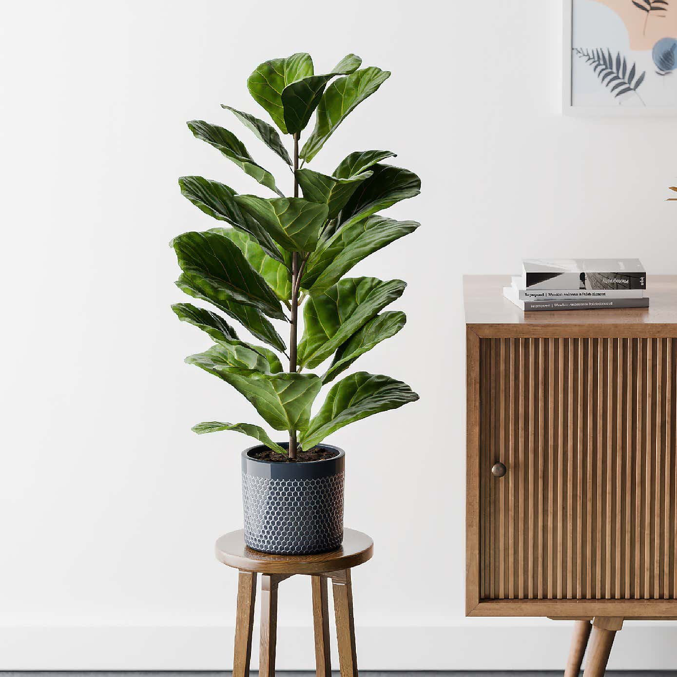 Beards & Daisies Fiddle Leaf Fig House Plant in Capri Pot