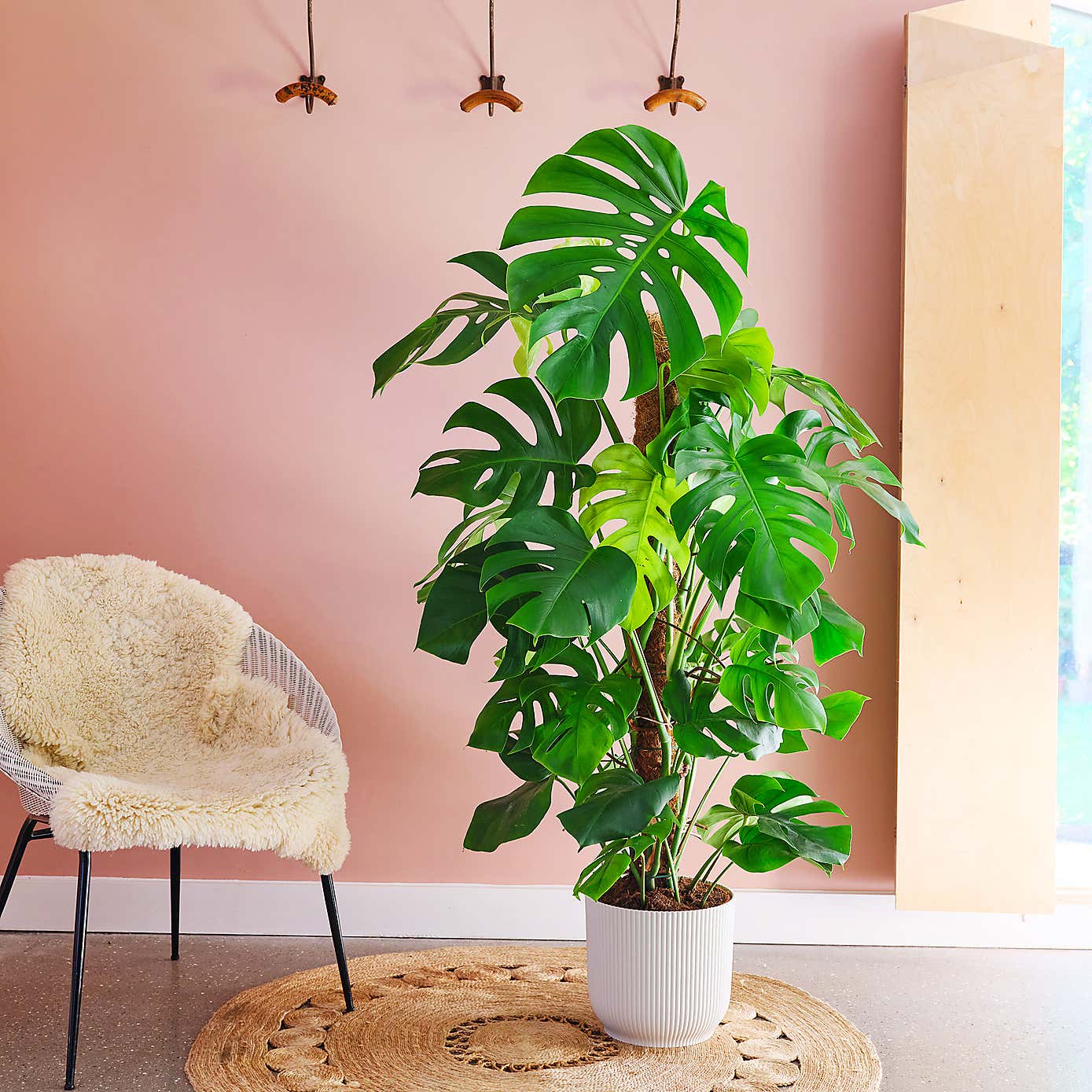 Swiss Cheese House Plant in Elho Pot