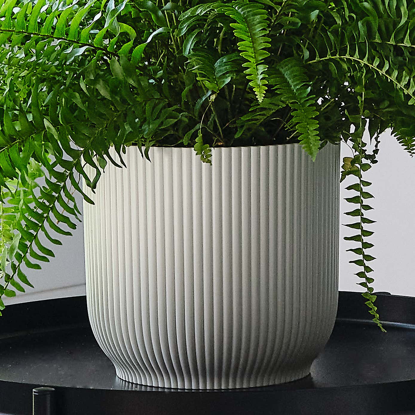 Boston Fern House Plant in Elho Pot