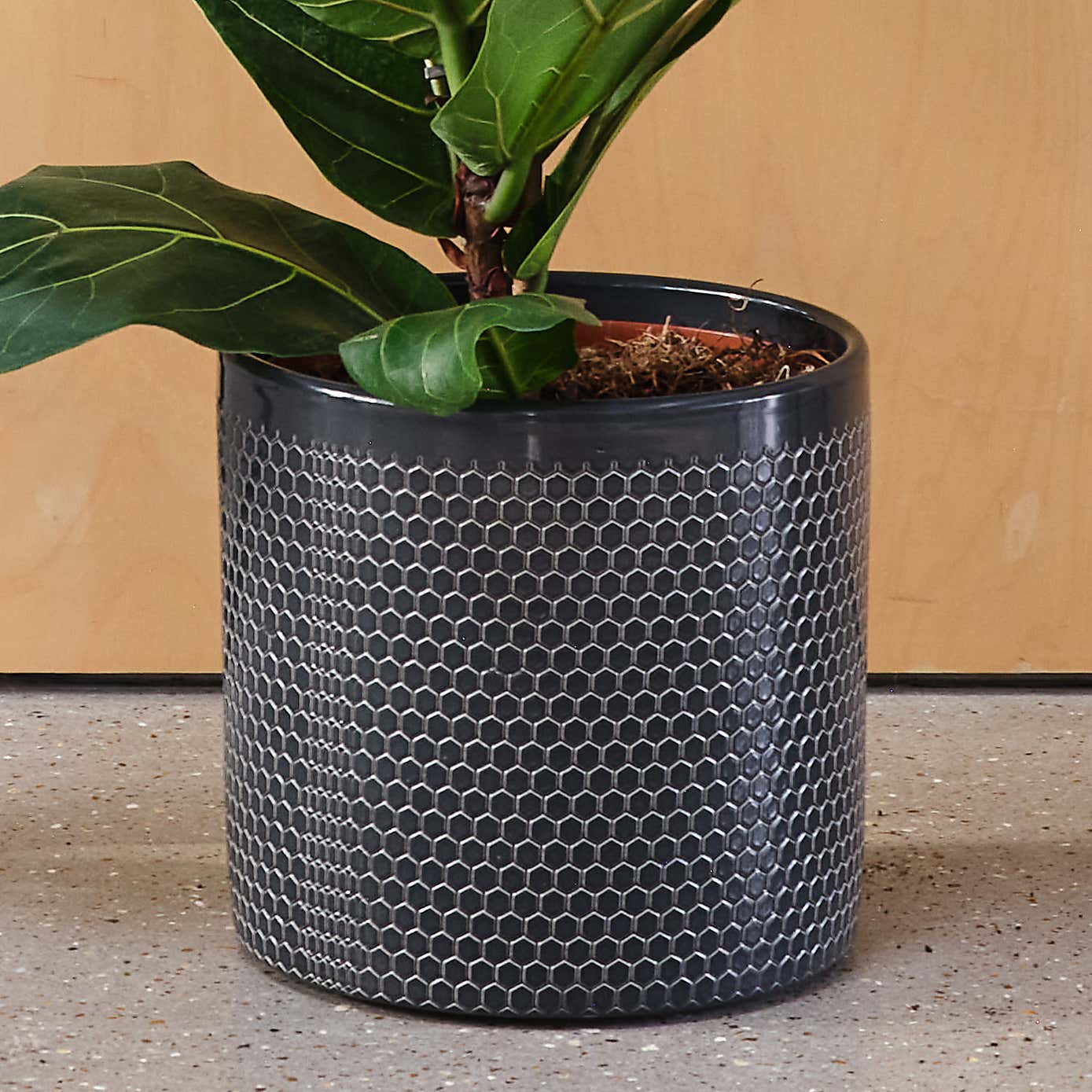 Fiddle Leaf Fig House Plant in Capri Pot