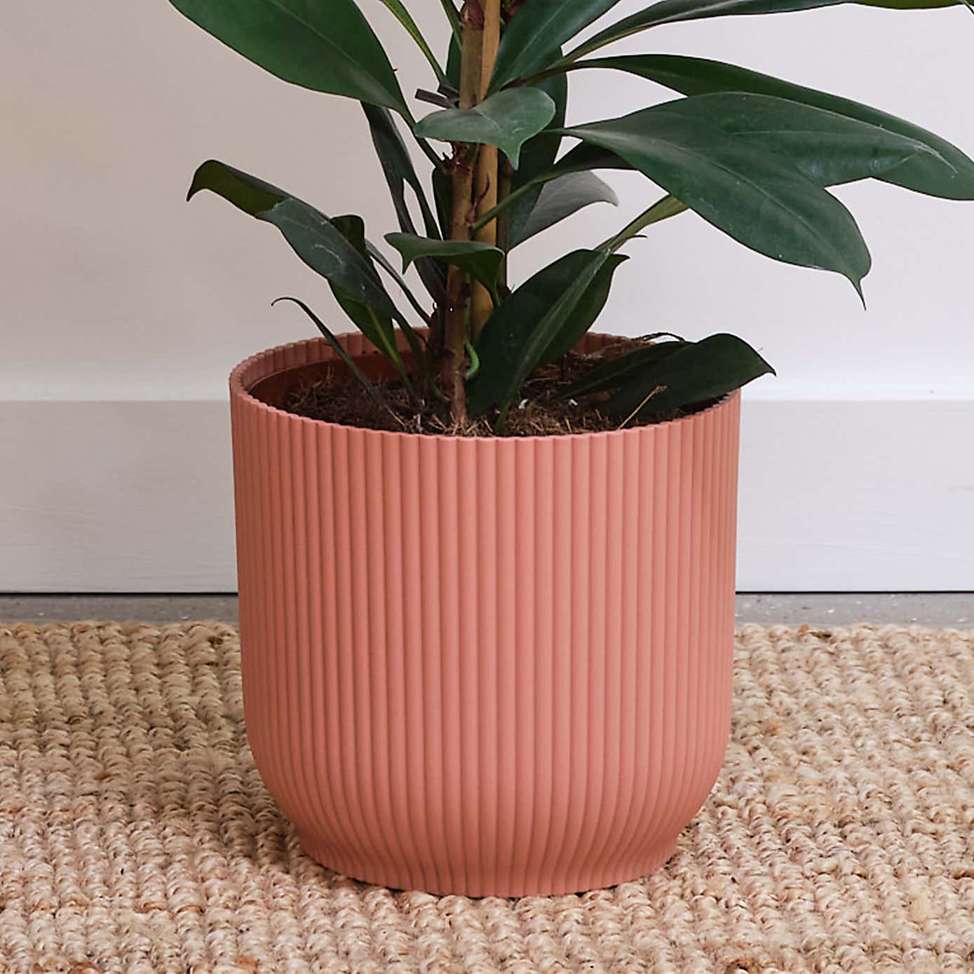 African Fig House Plant in Elho Pot