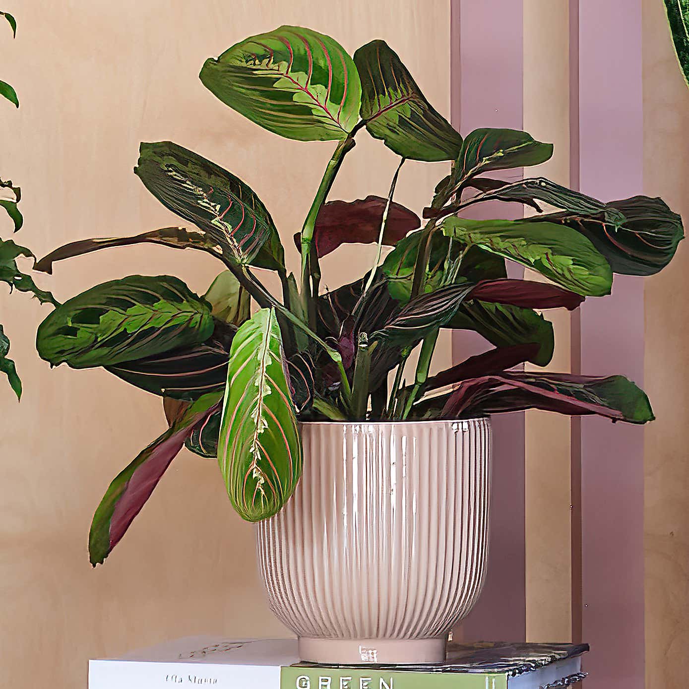 New Home Potted House Plant Bundle