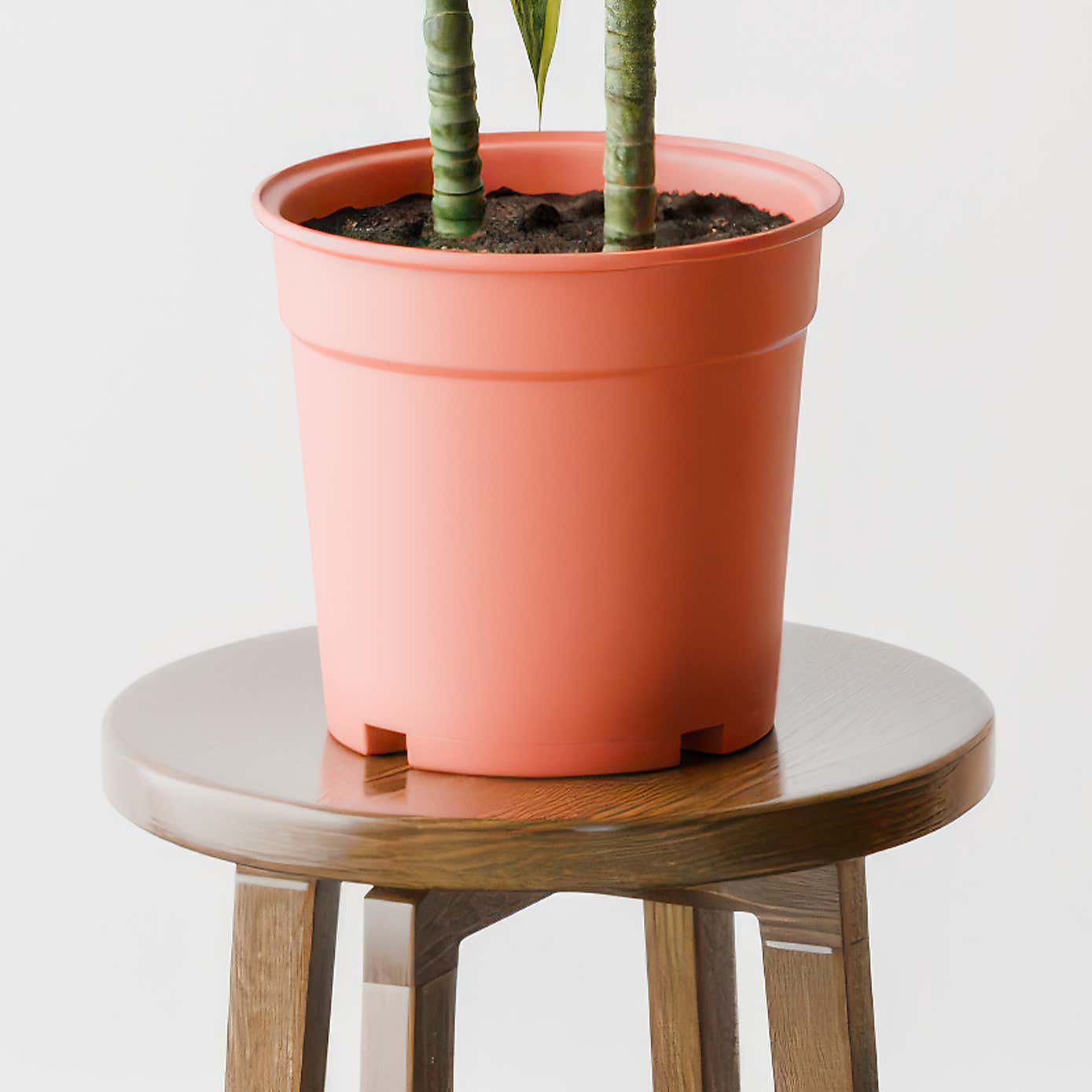 Dracaena Lemon & Lime House Plant