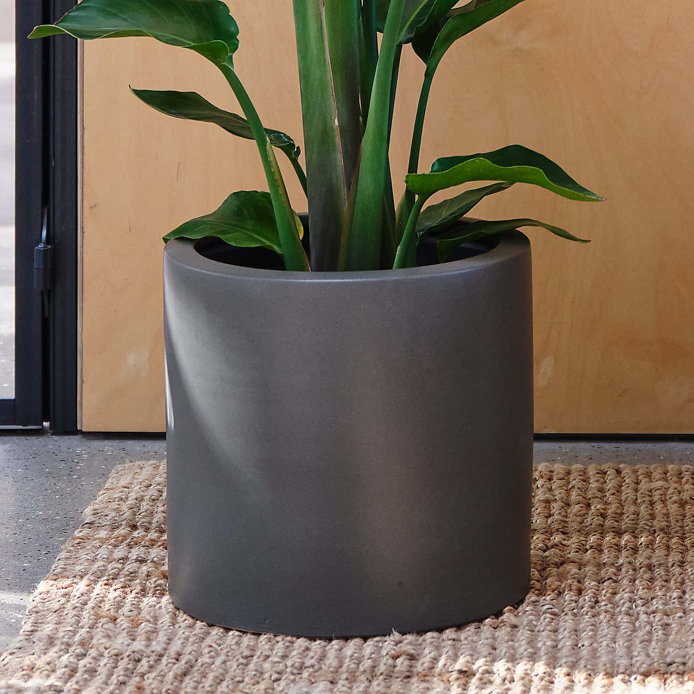 Bird Of Paradise House Plant in Earthenware Pot
