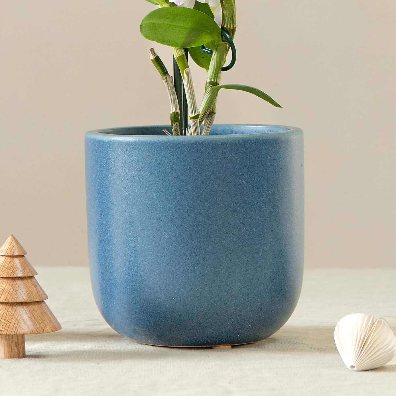 Bamboo Orchid House Plant in Earthenware Pot