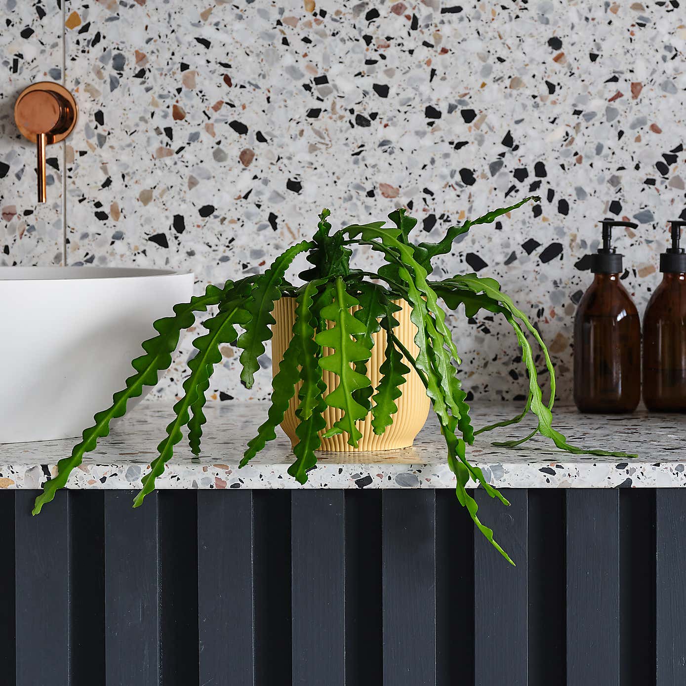 Fishbone Cactus House Plant in Elho Pot