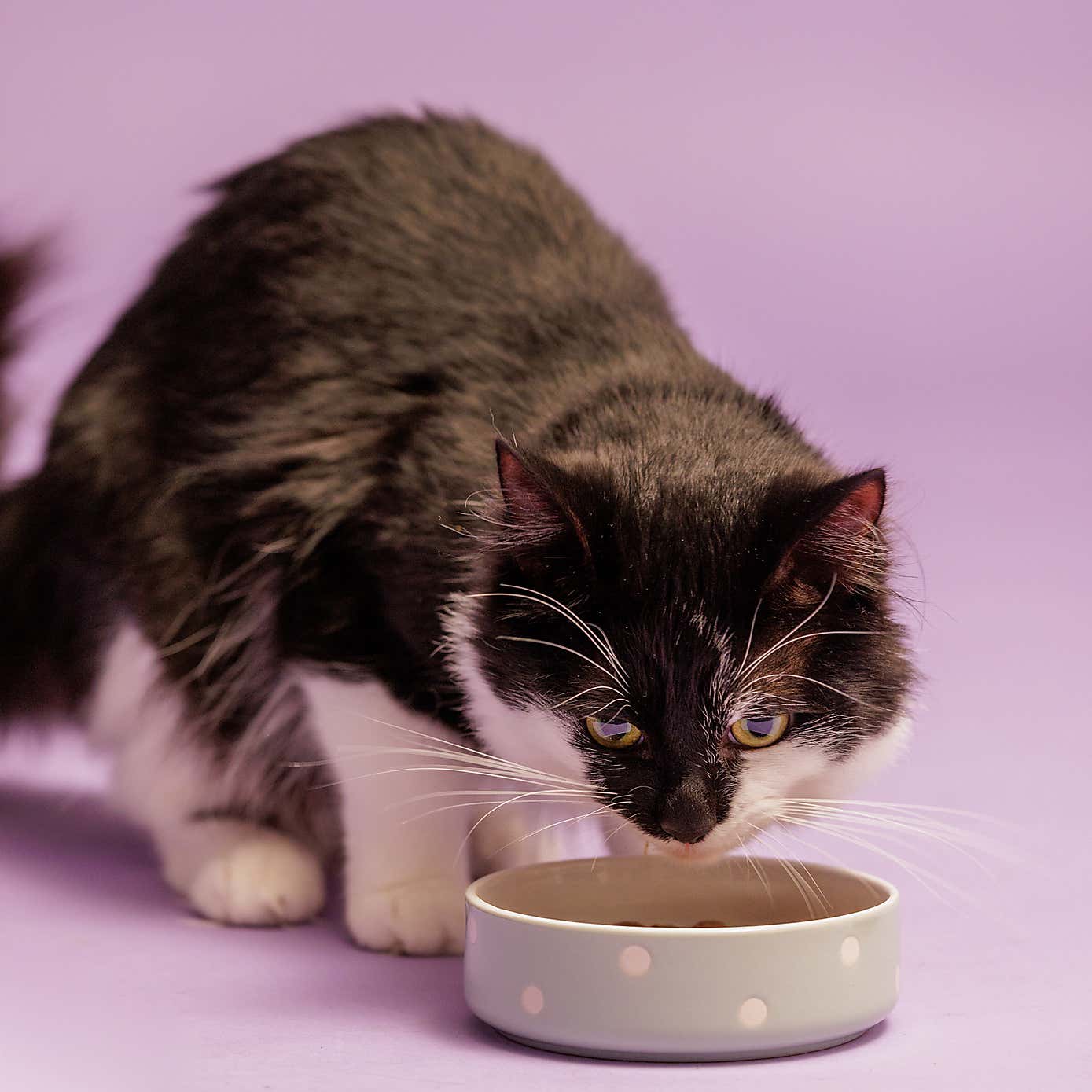 Mason Cash Set of 2 Spotty Pet Bowls