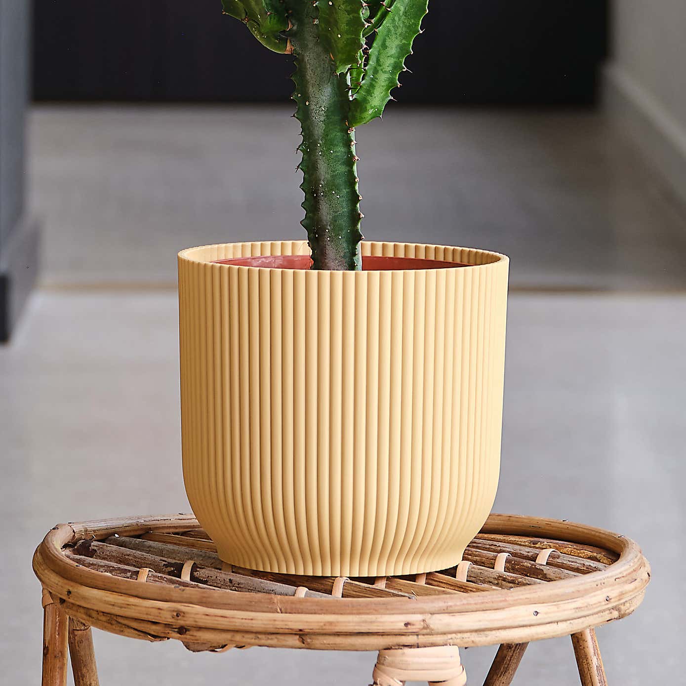 Euphorbia Trigona House Plant in Elho Pot