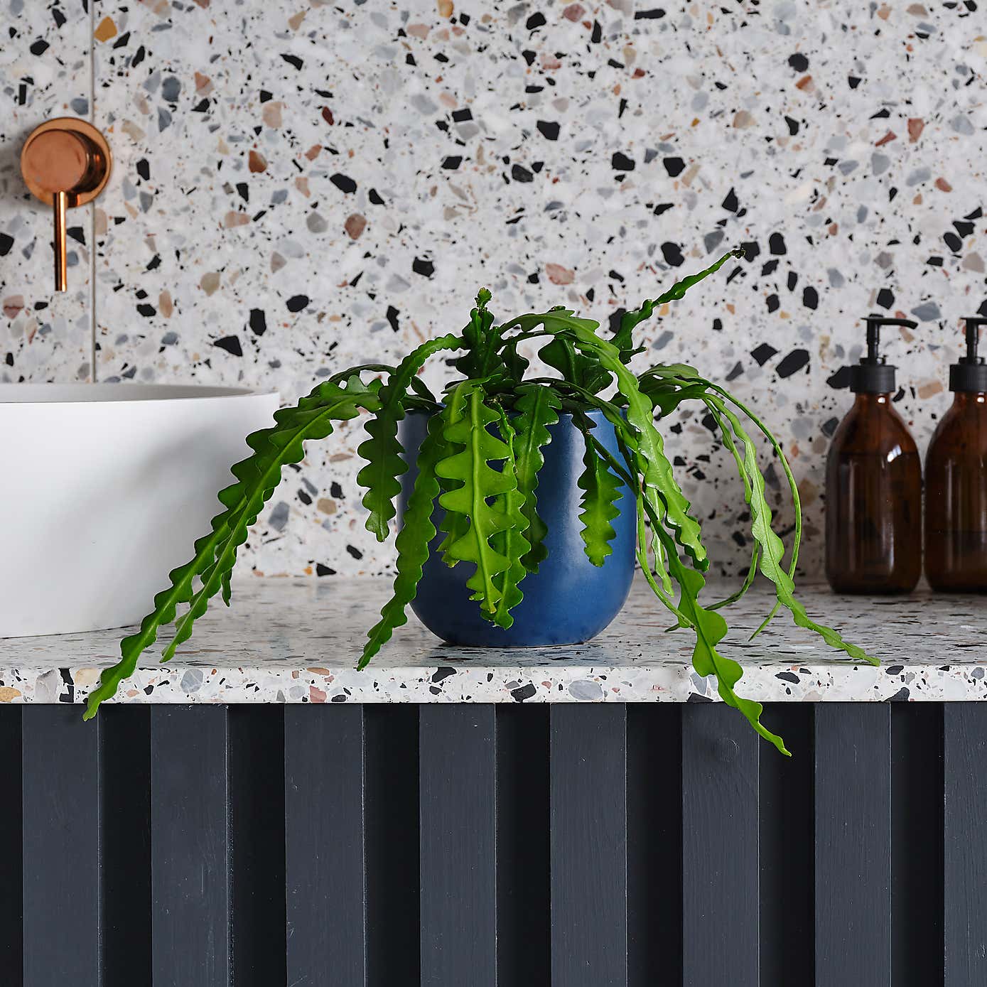 Fishbone Cactus House Plant in Earthenware Pot