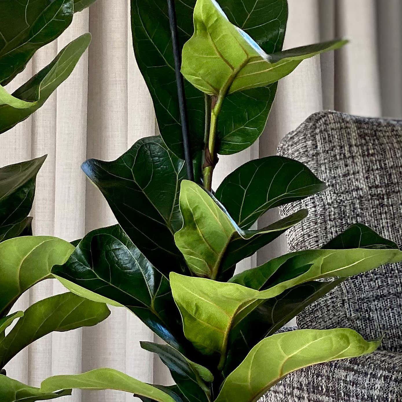 Fiddle Leaf Fig Potted House Plant Bundle