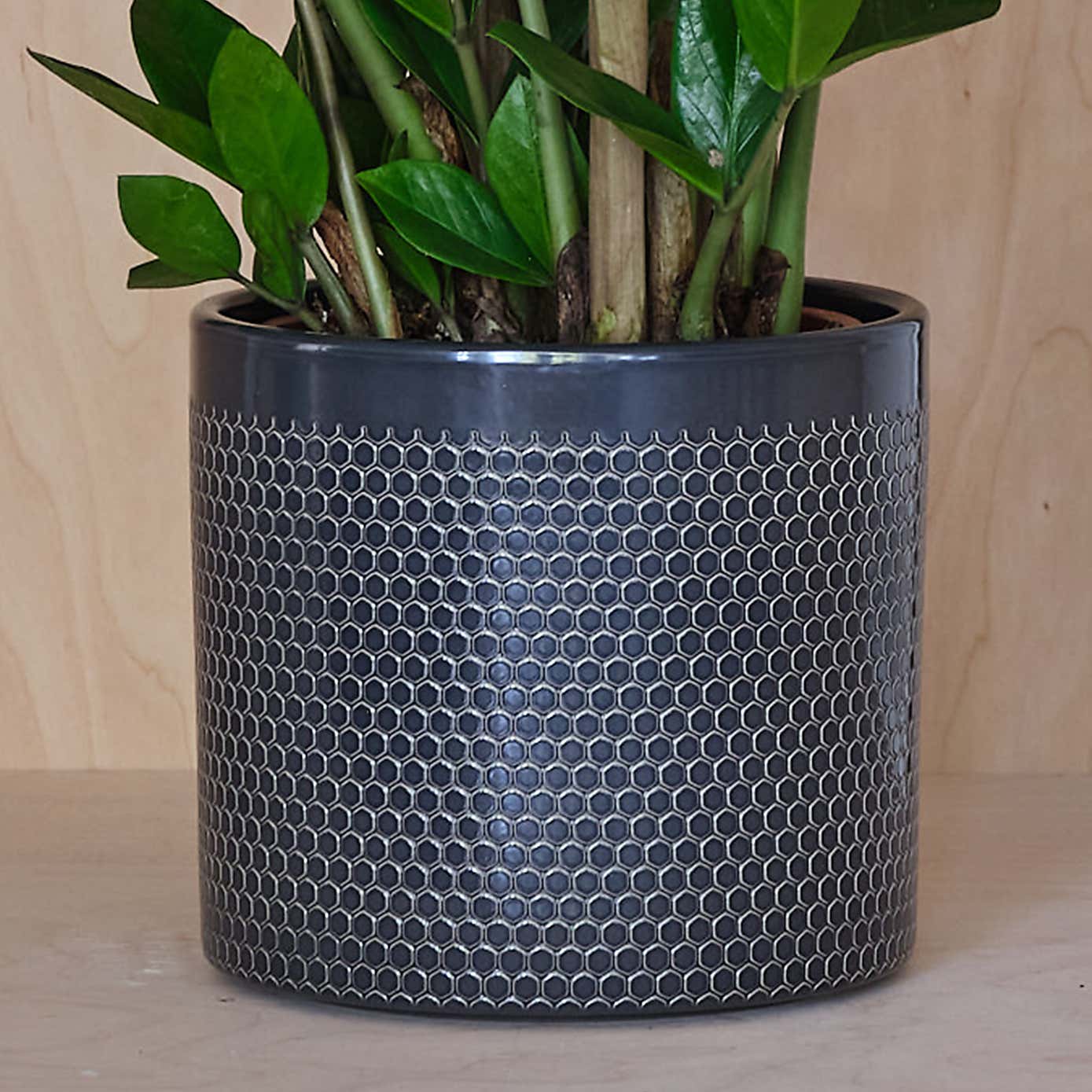 ZZ House Plant in Capri Pot