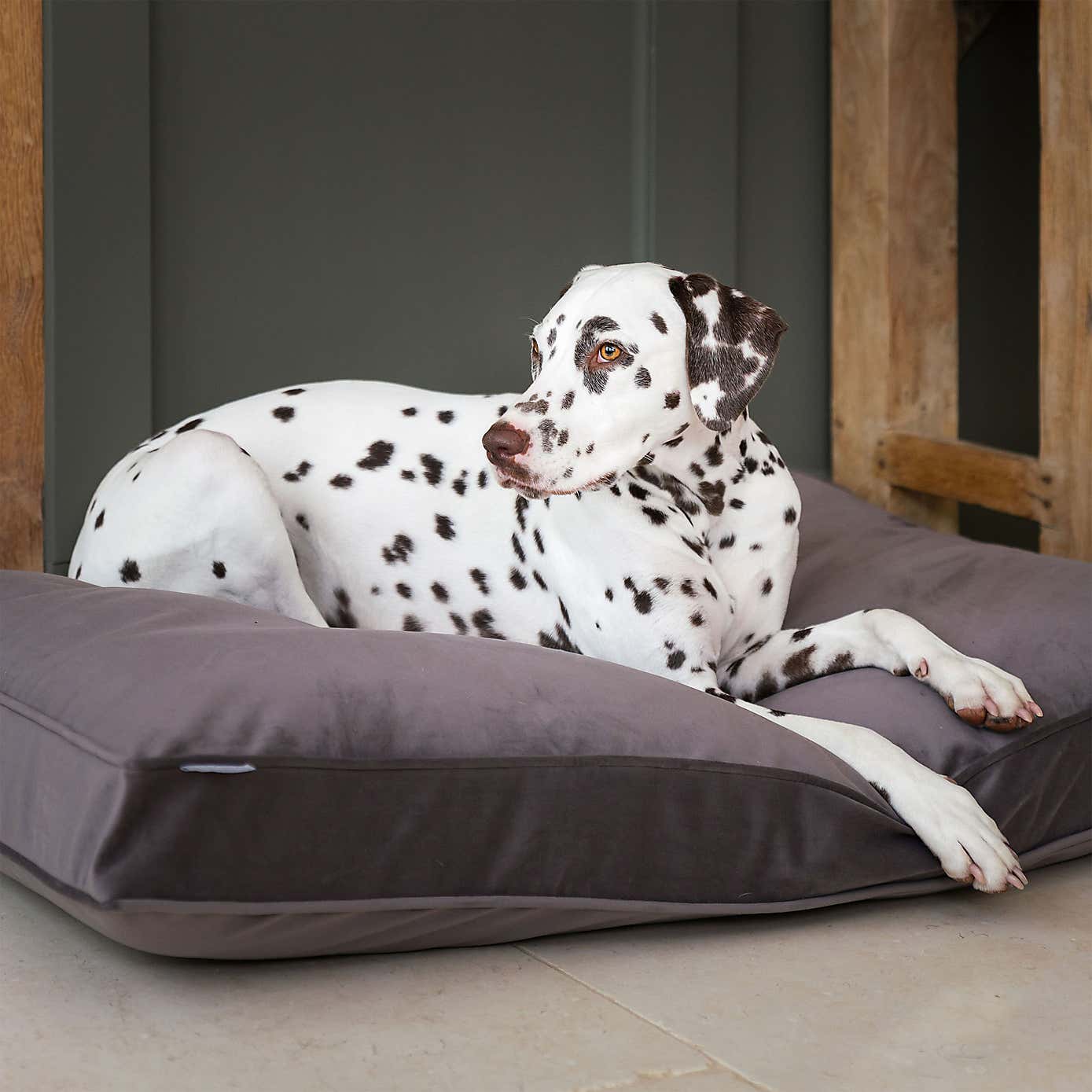 Lords and Labradors Velvet Dog Cushion