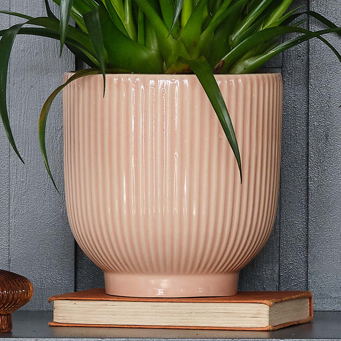 Vriesea Astrid House Plant in Ribbed Pot