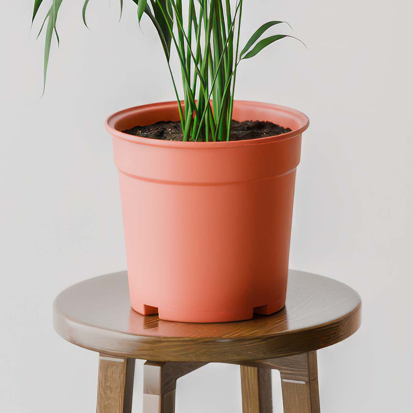 Kentia Palm House Plant