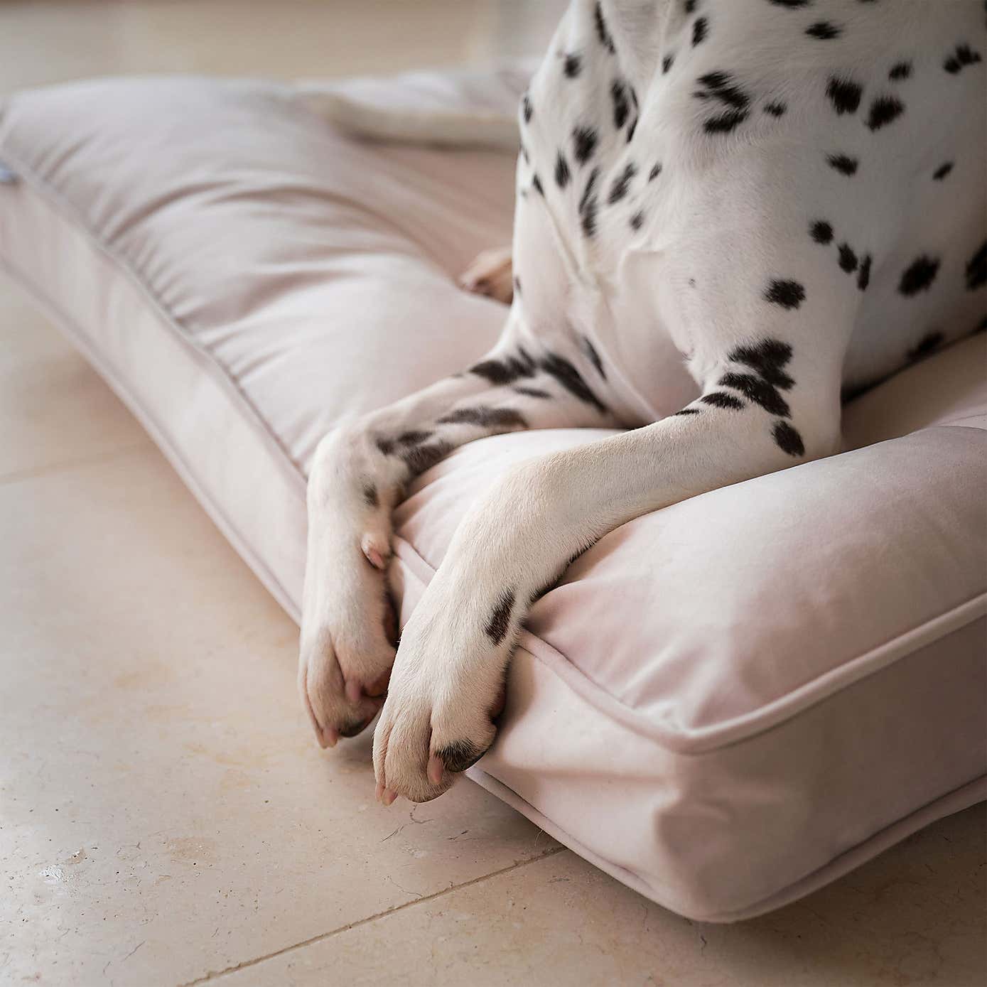 Lords and Labradors Velvet Dog Cushion