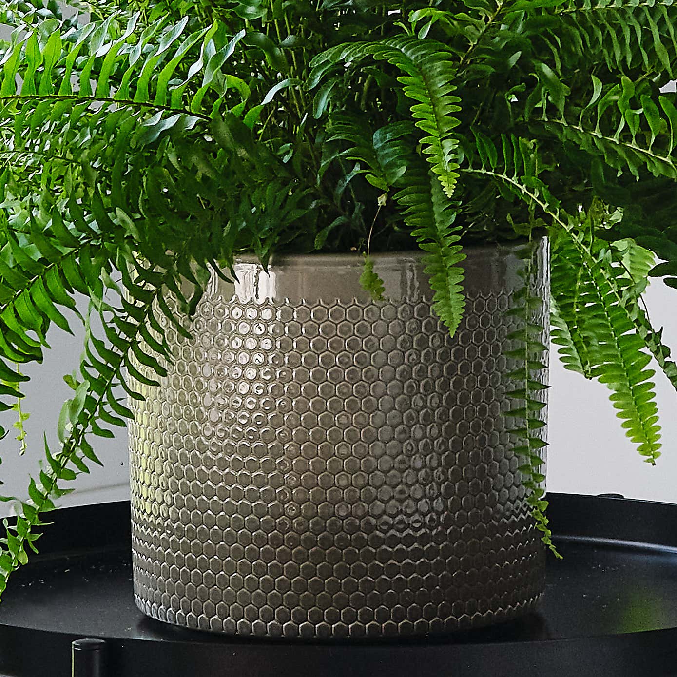 Boston Fern House Plant in Capri Pot