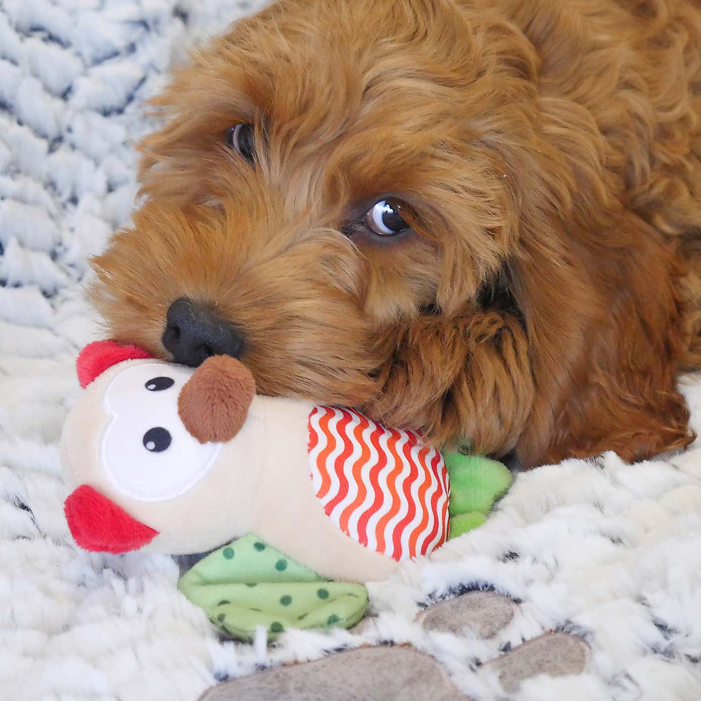 Little Nippers Wise Owl