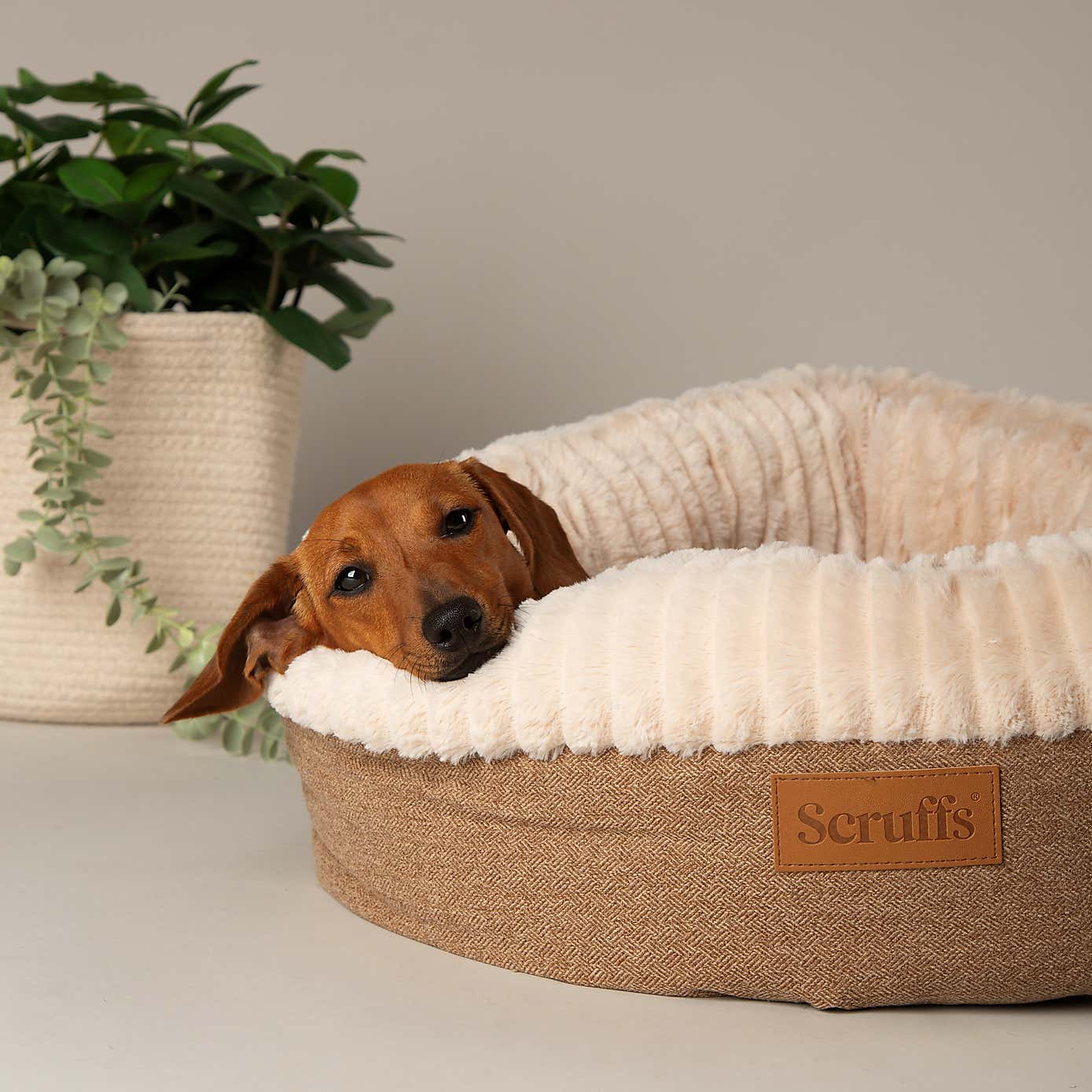 Scruffs Ellen Donut Dog Bed