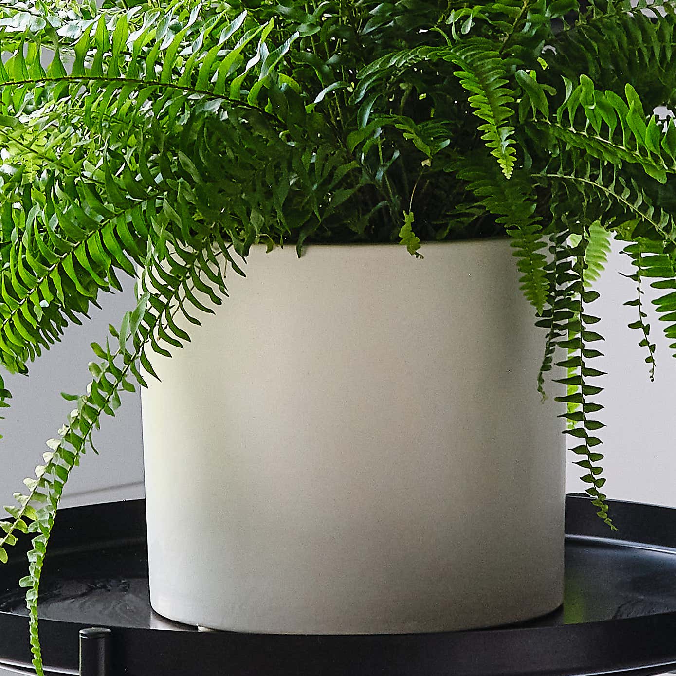 Boston Fern House Plant in Earthenware Pot