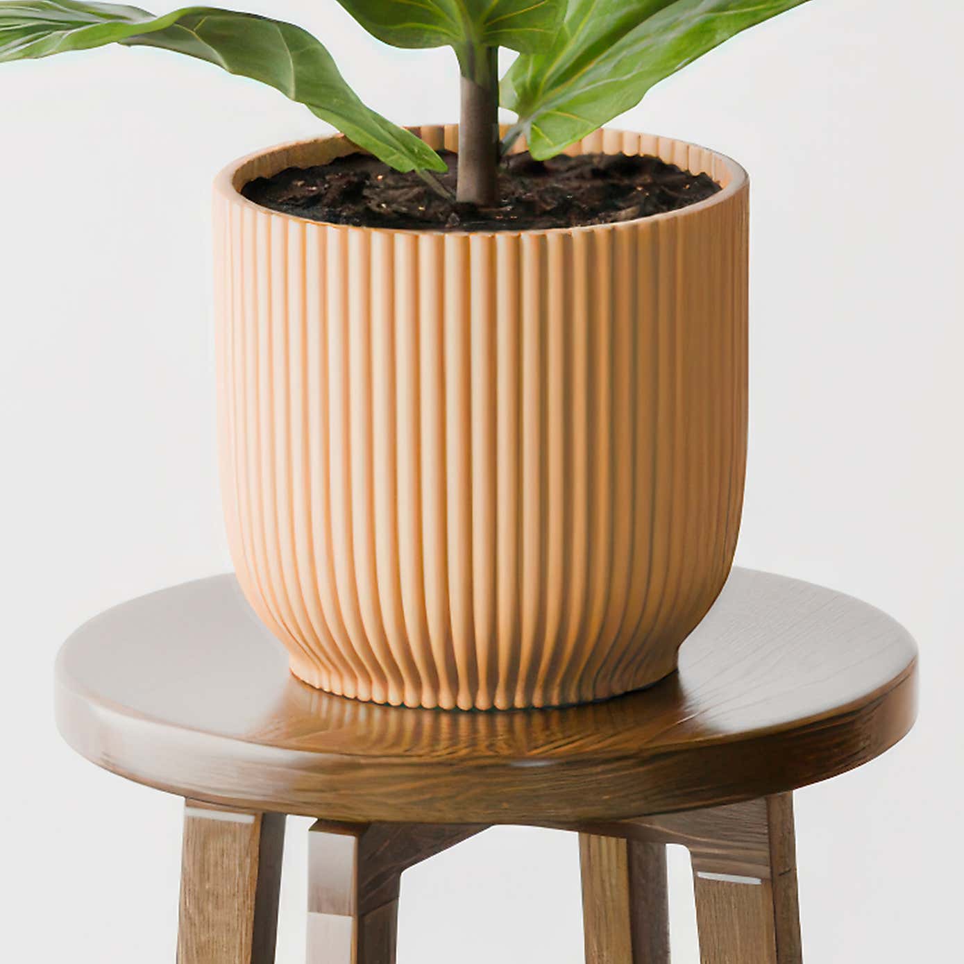 Beards & Daisies Fiddle Leaf Fig House Plant in Elho Pot