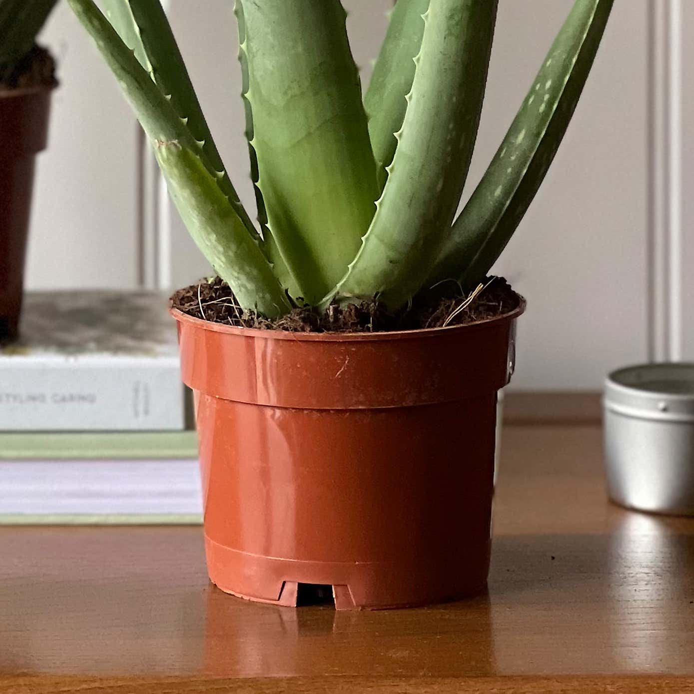 Aloe Vera House Plant Bundle