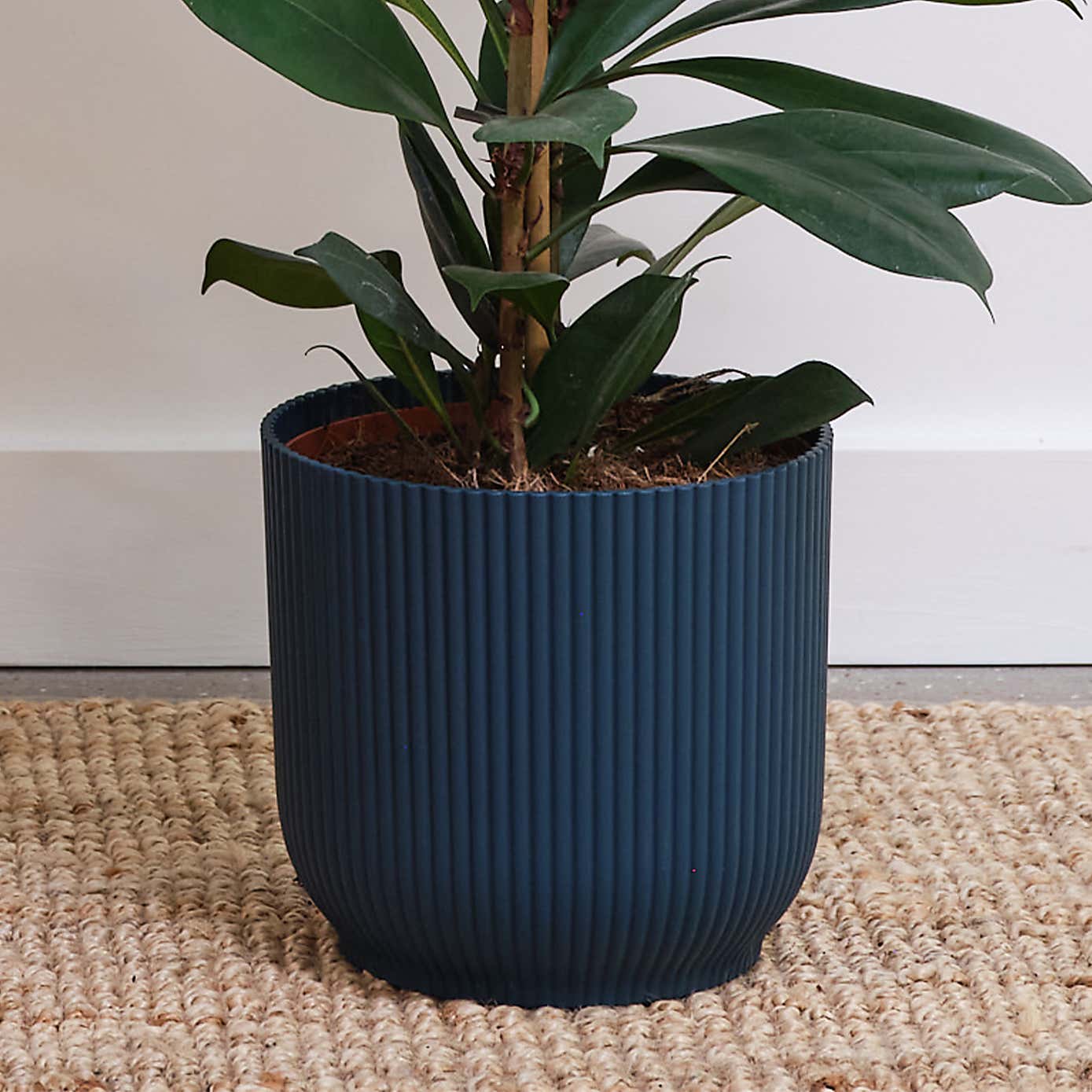 African Fig House Plant in Elho Pot